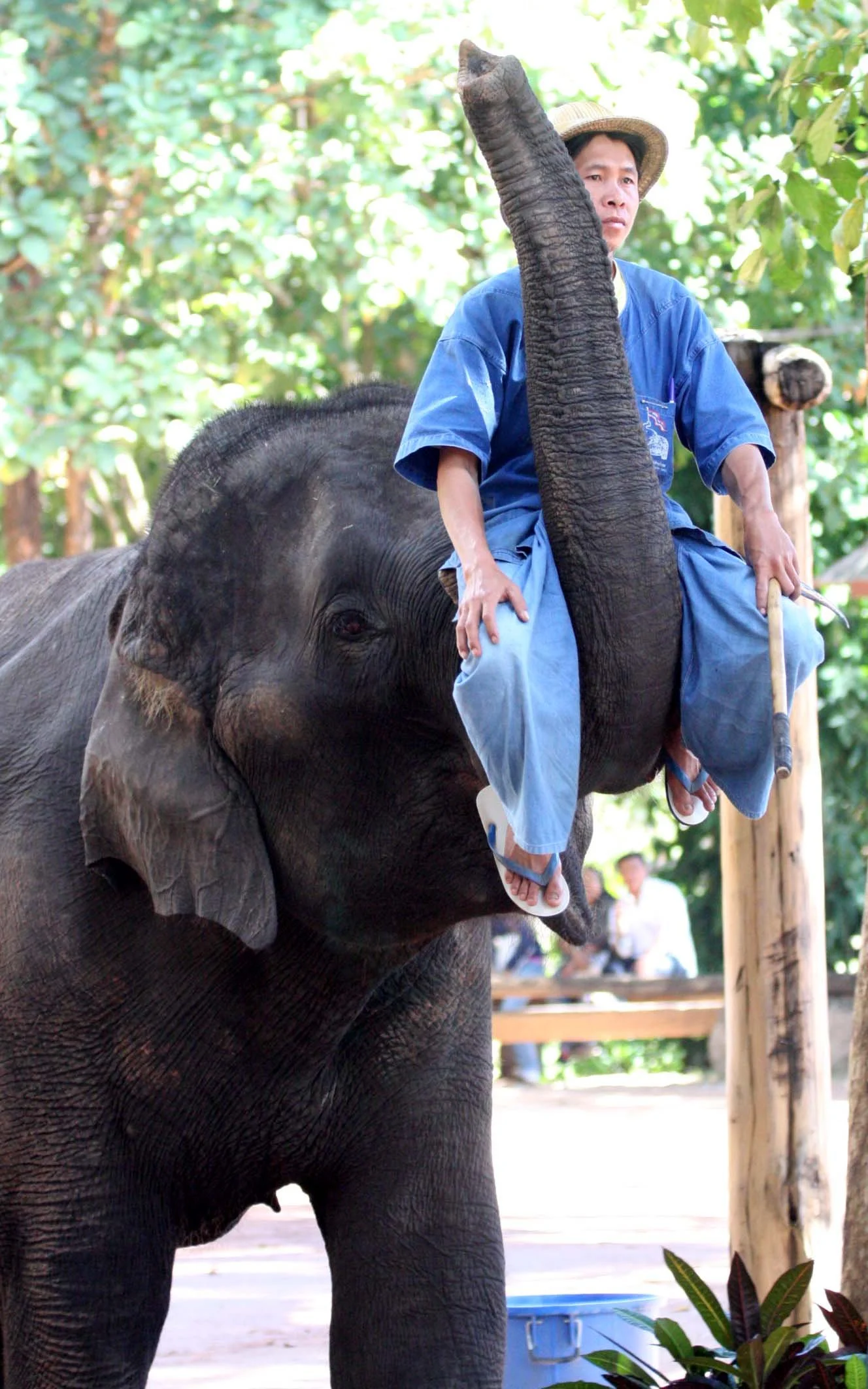 2008 Lampang City & Elephant Center (43).JPG