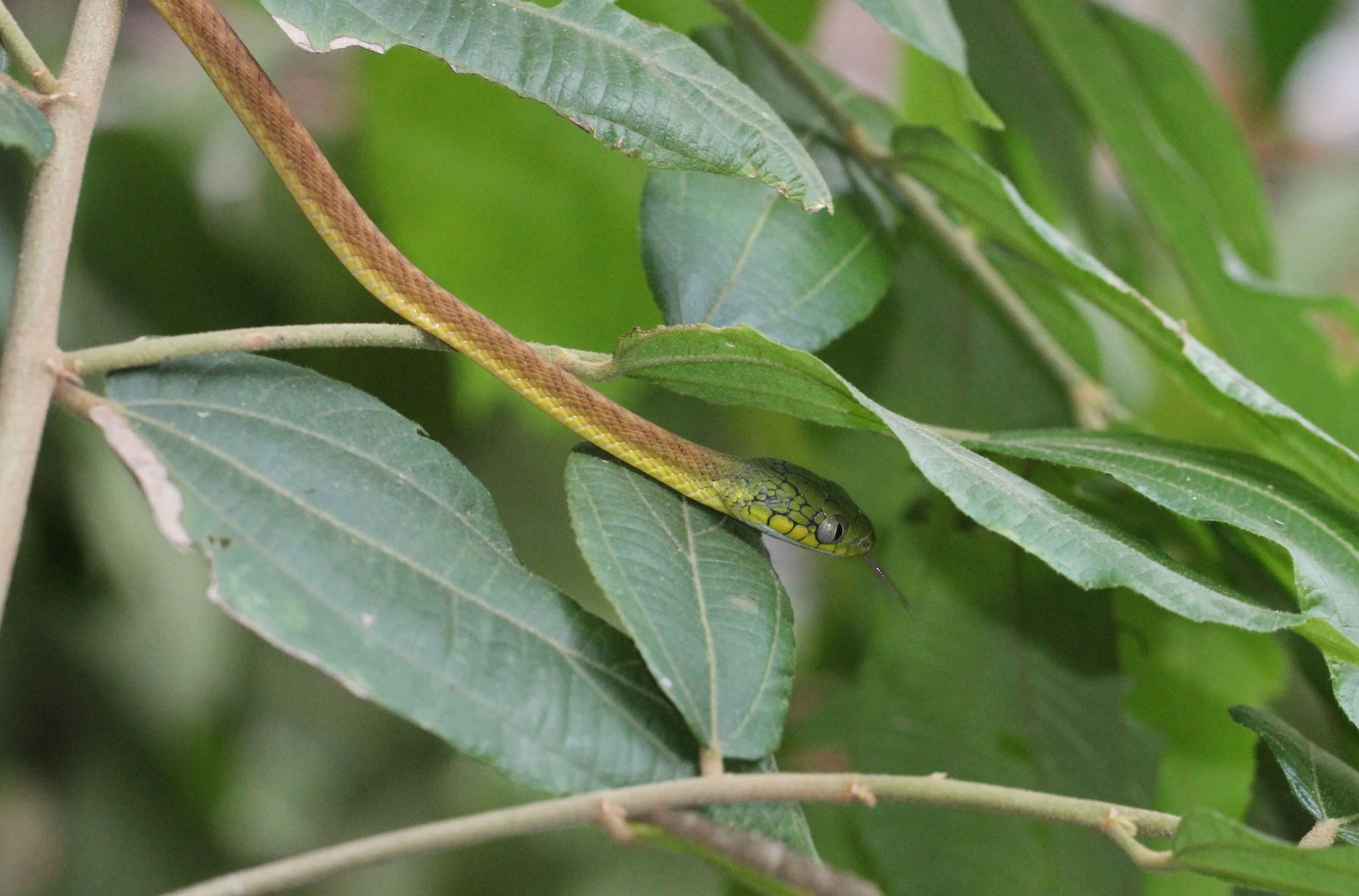 Green Cat Snake (Boiga cyanea) Koh Lanta, Thailand