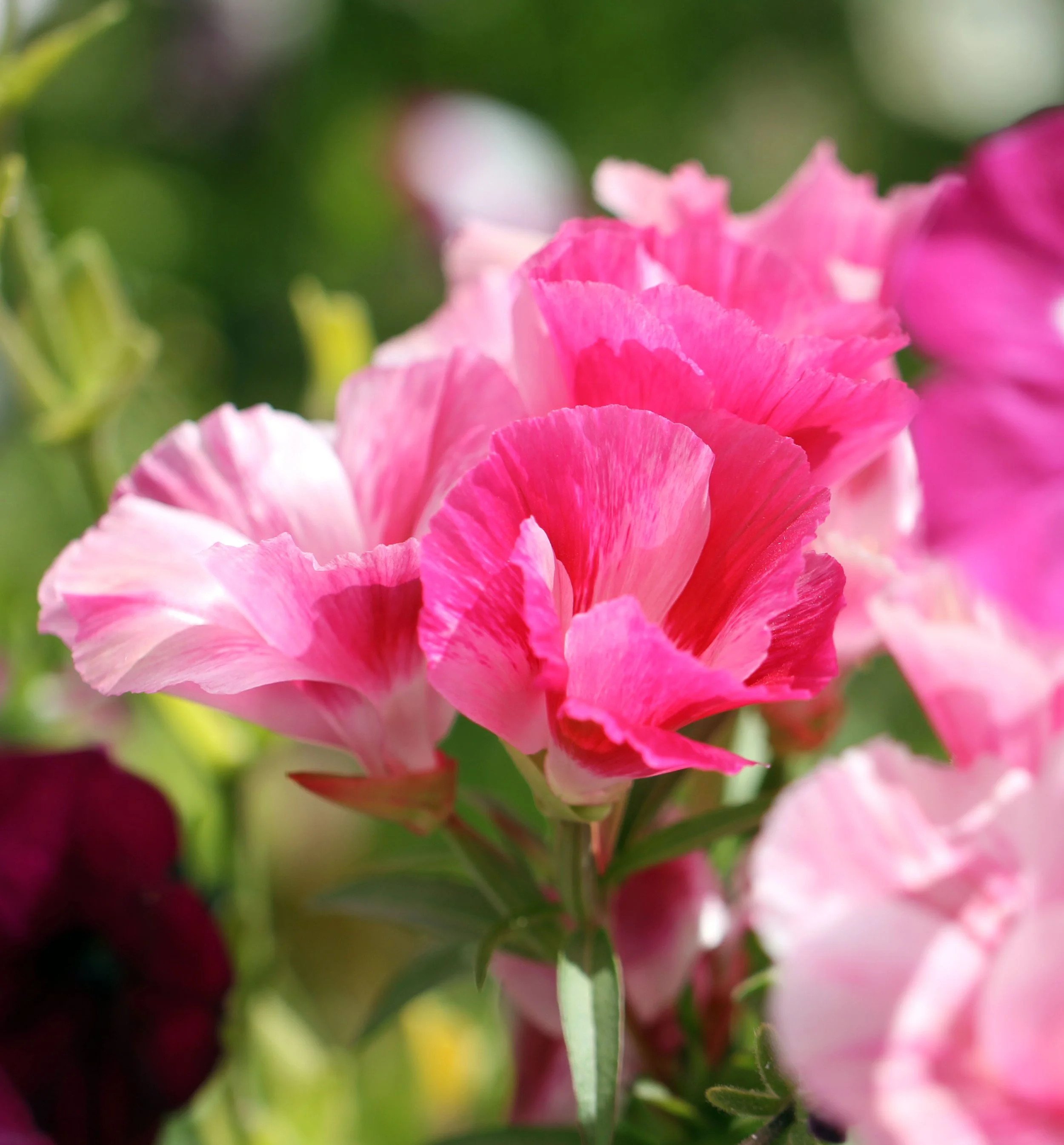 LEH, LADAKH INDIA - SNOW LEOPARD EXPEDITION (39).JPG