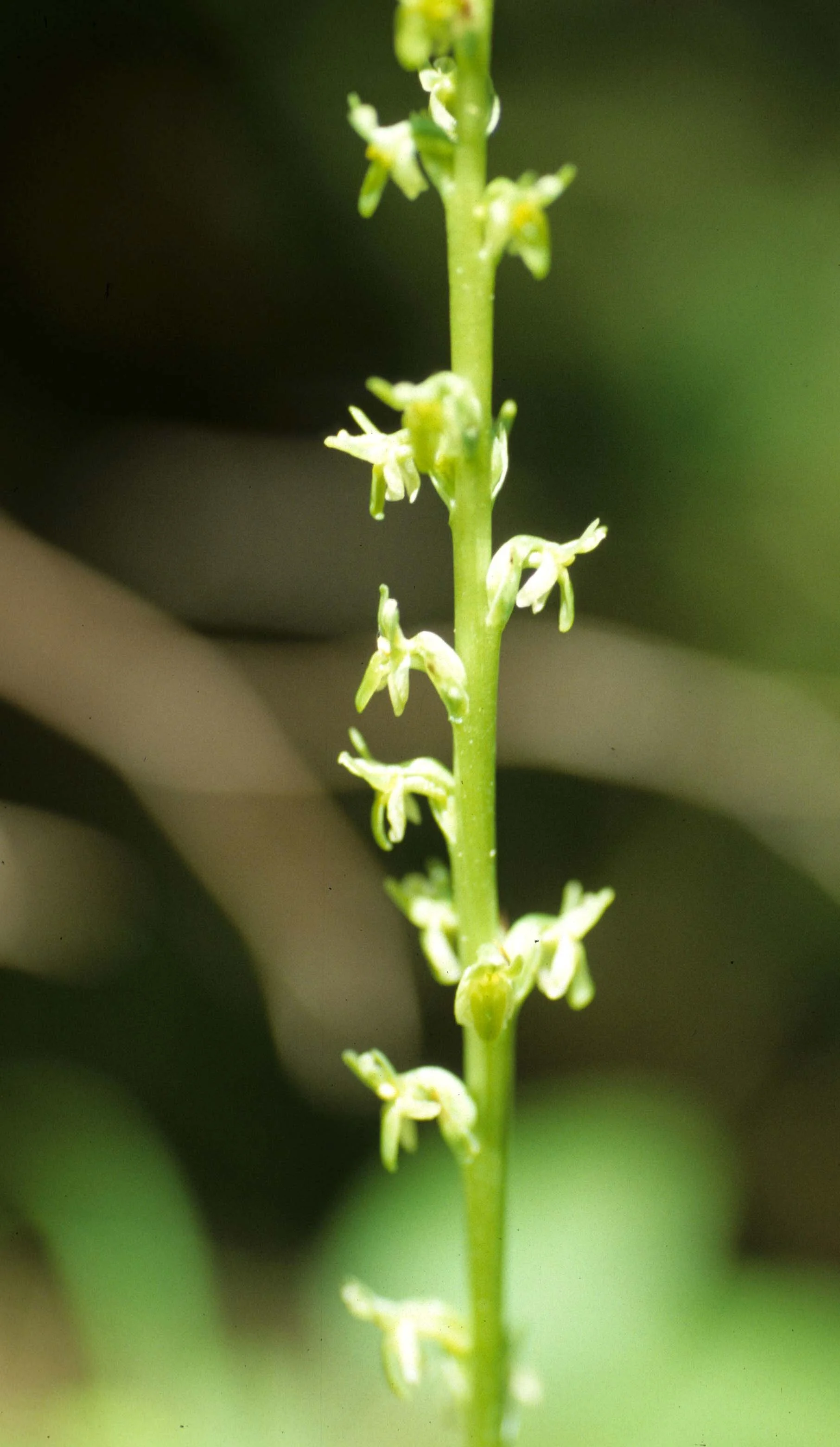 MONTANA - GLACIER - ORCHIDACEAE SPECIES (2).jpg