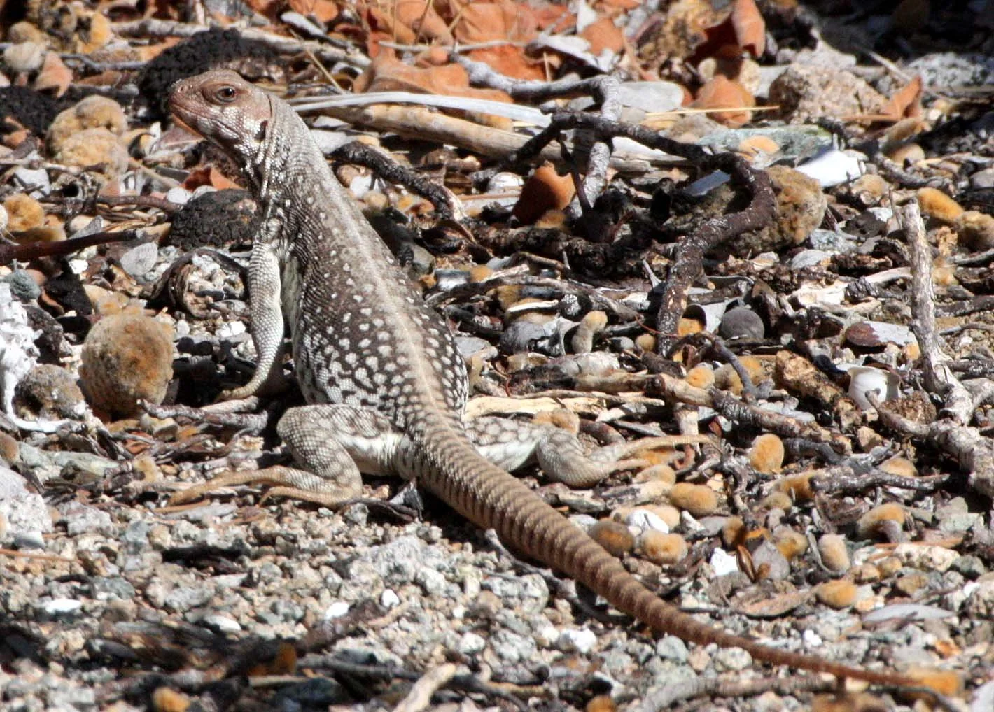 Dipsosaurus catalinensis - CATALINA ISLAND DESERT IGUANA - ISLA SANTA CATALINA BAJA MEXICO  (5).JPG