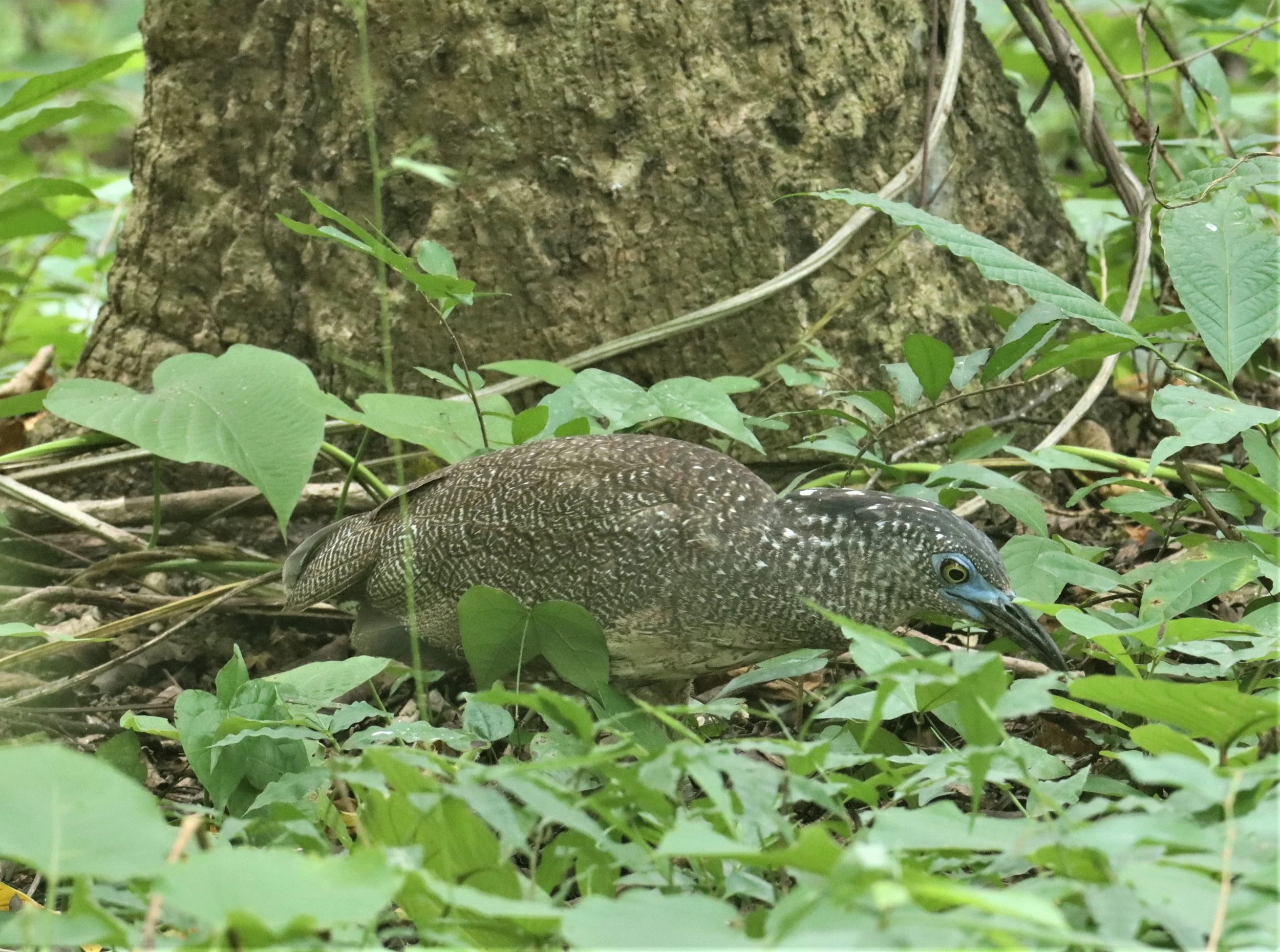 HERON - MALAYSIAN NIGHT HERON - Gorsachius melanolophus - BAAN MAKA RESORT PETBURI (3).jpg