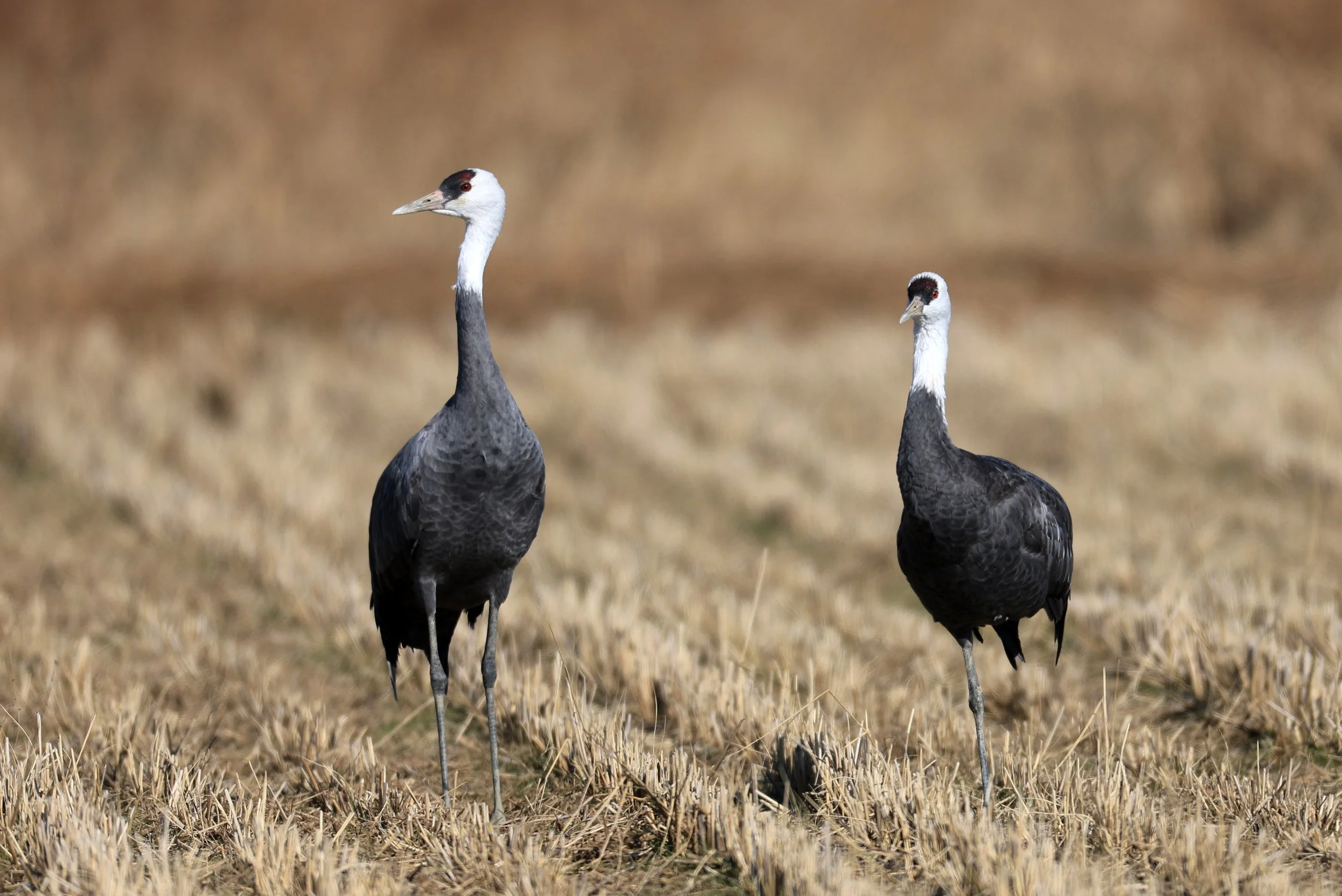 Hooded Crane (Grus monacha) Izumi Crane Center and Fields Izumi Kagoshima Japan (118).jpg