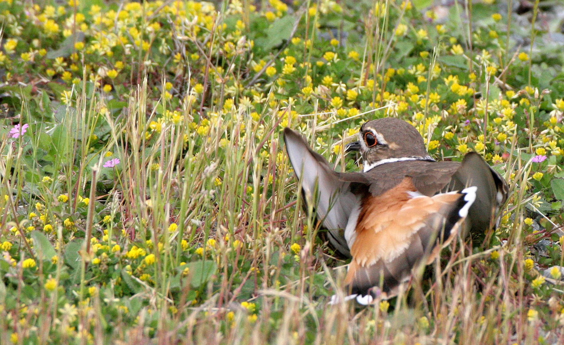 BIRD - KILLDEER - SEQUIM WA (8).JPG