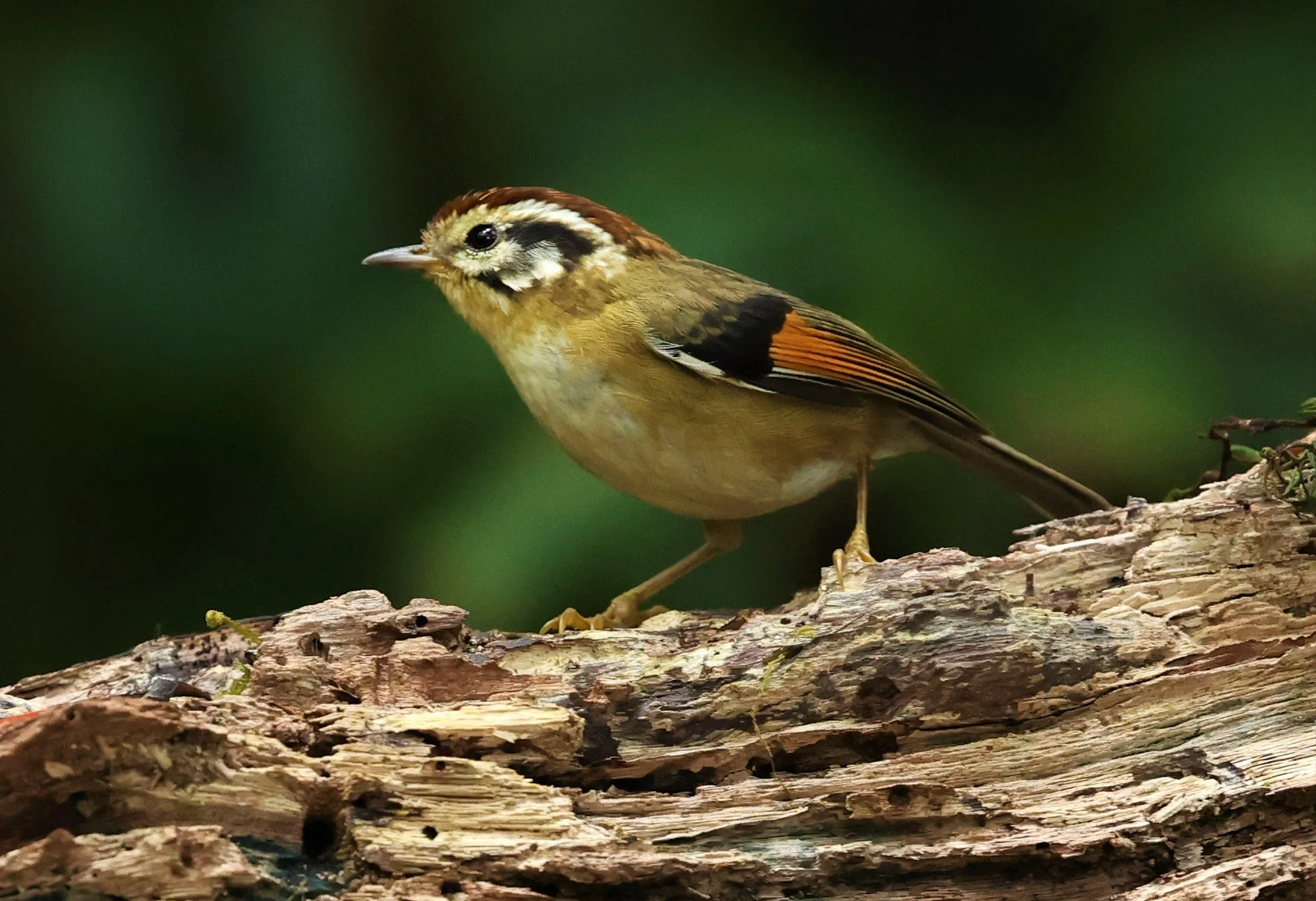 FULVETTA - RUFOUS-WINGED FULVETTA - Schoeniparus castaneceps - DOI PHA HOM POK NP DOI LANG EAST FEB 2022 (24).jpg
