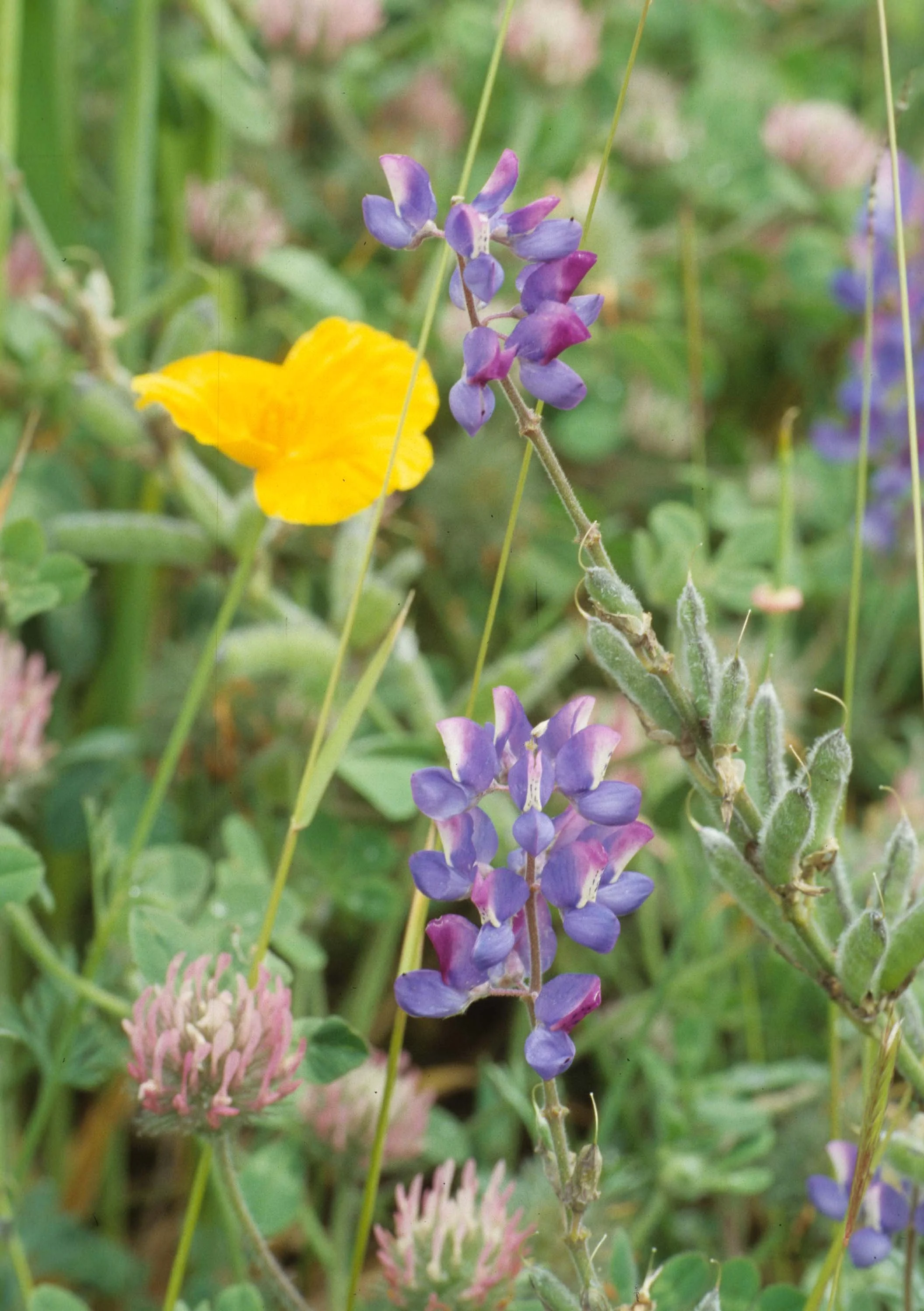 MONTANA - GLACIER - LEGUMINOSEAE - LUPINUS SPECIES (2).jpg