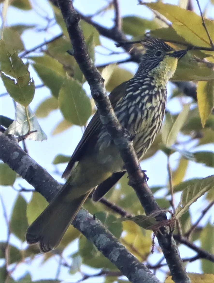 BULBUL - STREAKED BULBUL - Ixos malaccensis - DOI ANG KANG CHIANG MAI (20).jpg