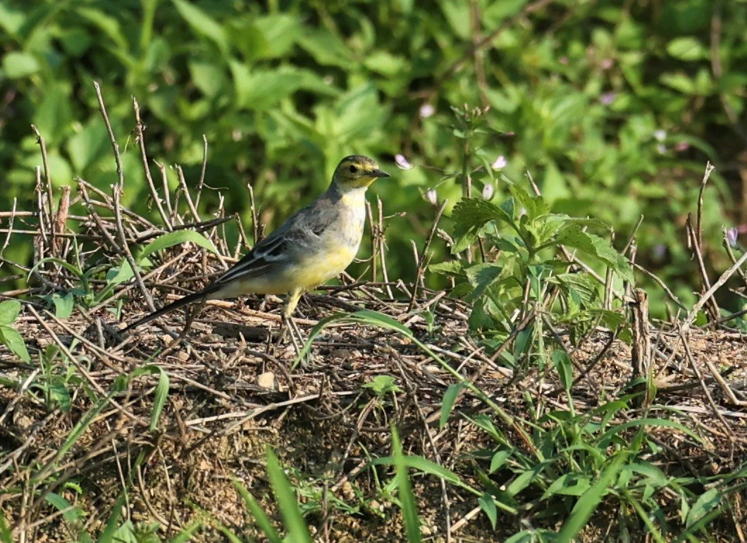 CITRINE WAGTAIL - Motacilla citreola - TATHORN RICEFIELDS CHIANG MAI FEB 2022 (68).jpg