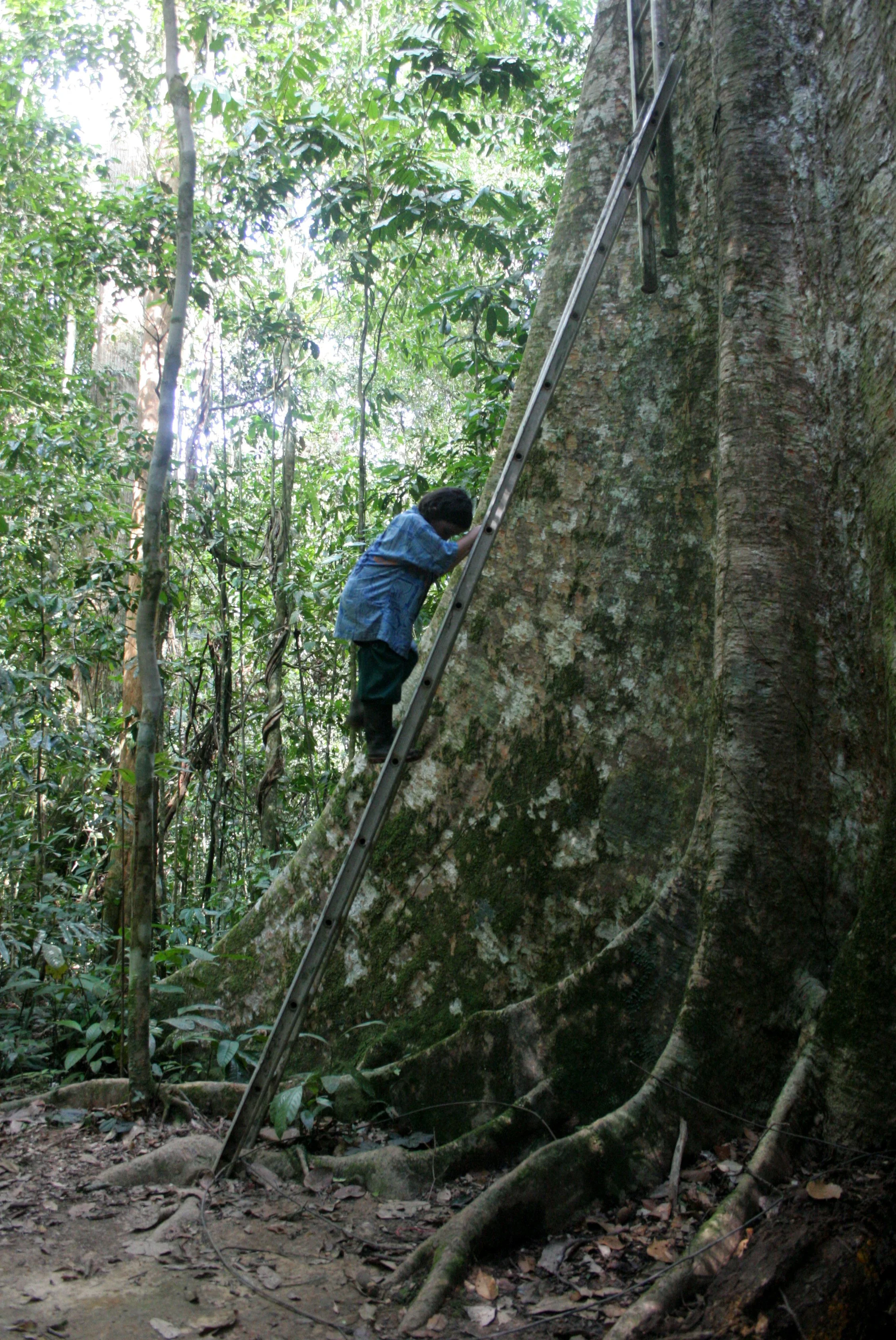DANUM VALLEY BORNEO - TREE PLATFORM (2).JPG