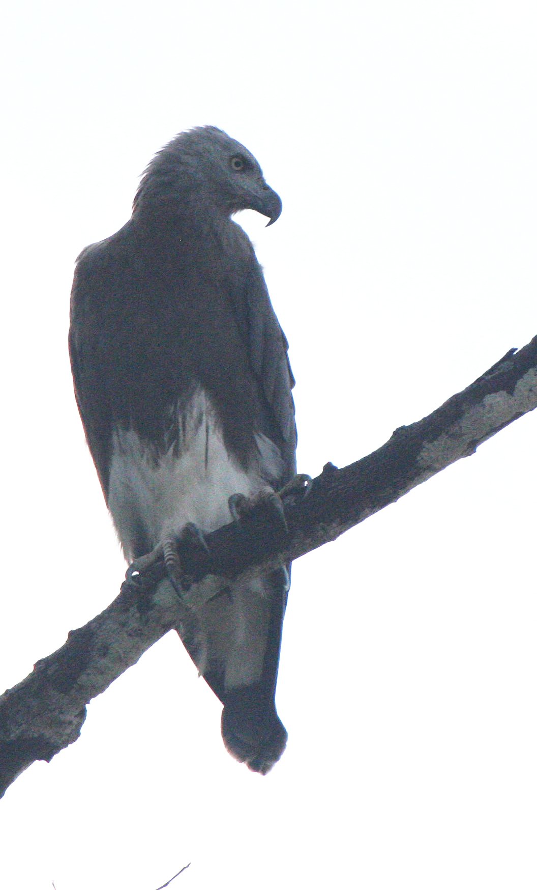 Haliaeetus ichthyaetus - GREY-HEADED FISH EAGLE - KINABATANGAN RIVER BORNEO  (24).JPG