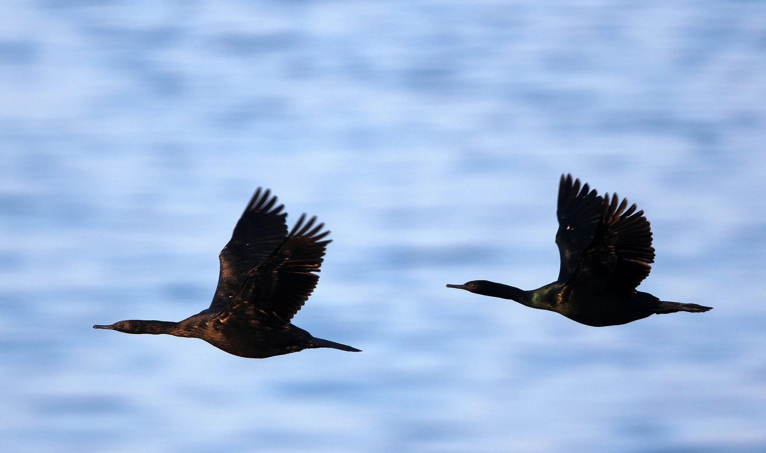 Urile pelagicus - Pelagic Cormorant - Hanasaki Cape, Nemuro Peninsula, Hokkaido Japan (10).JPG