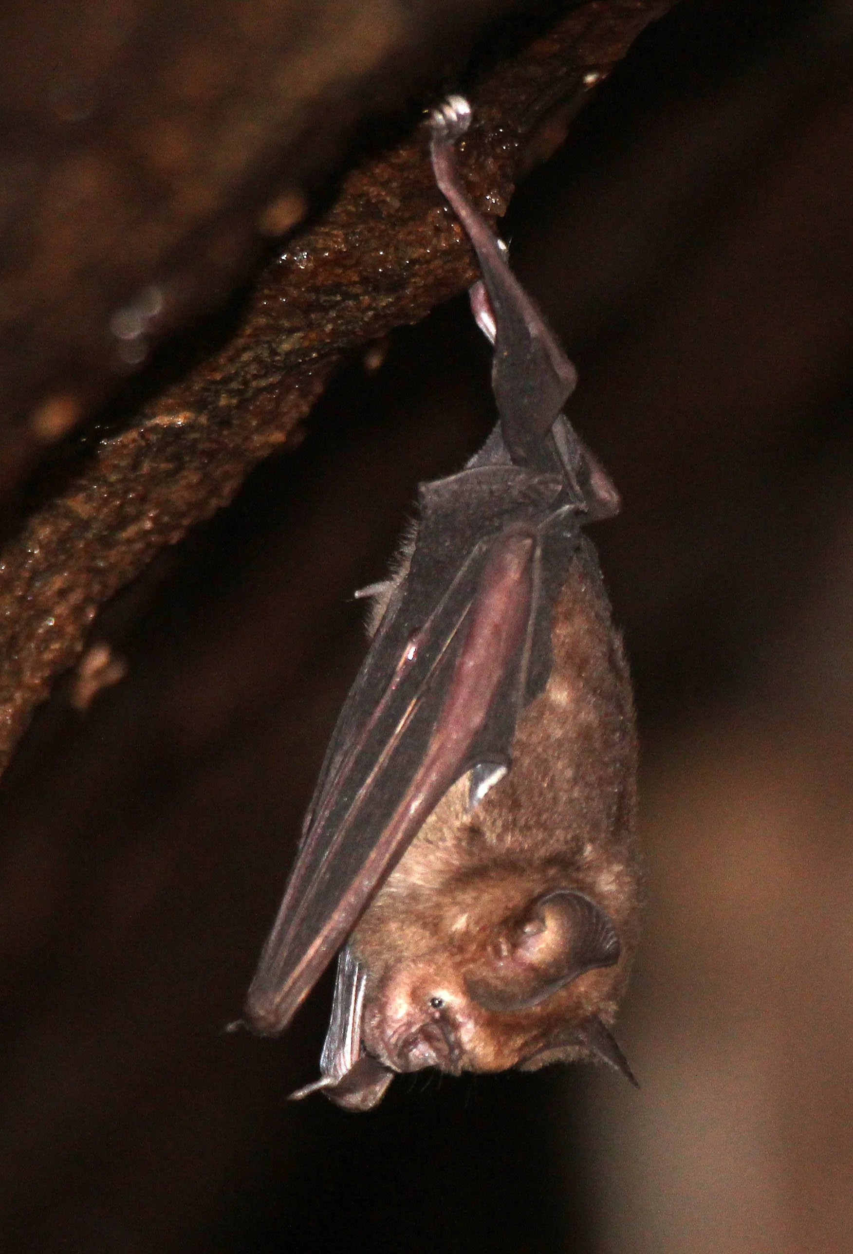 Hipposideros speoris - SCHNEIDER'S ROUNDLEAF BAT - IN ROCKS OF SIRIGIYA FORTRESS - SIGIRIYA FOREST AREA SRI LANKA (23).JPG