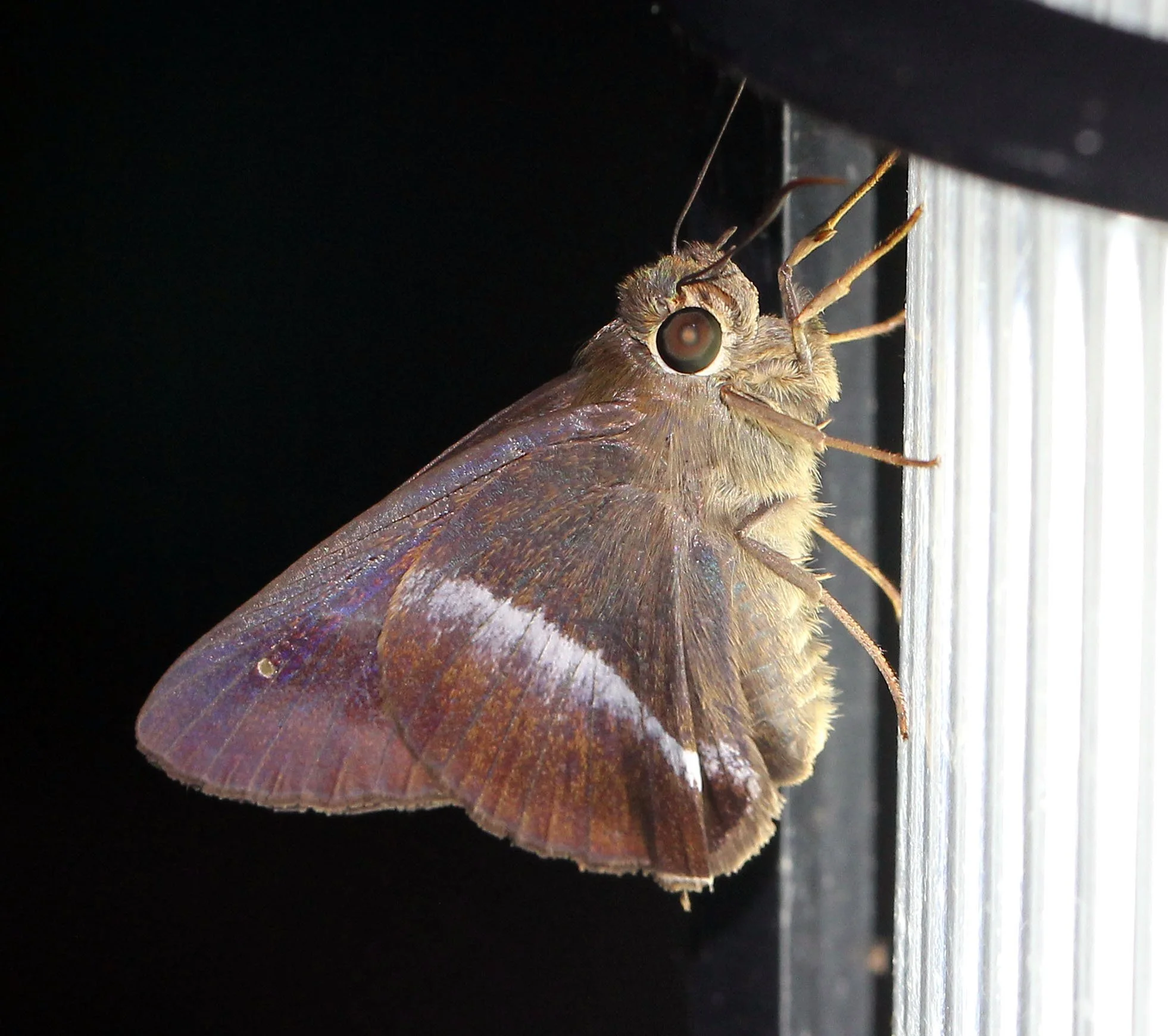 Hesperiidae - Hasora badra - Koh Lanta, Thailand