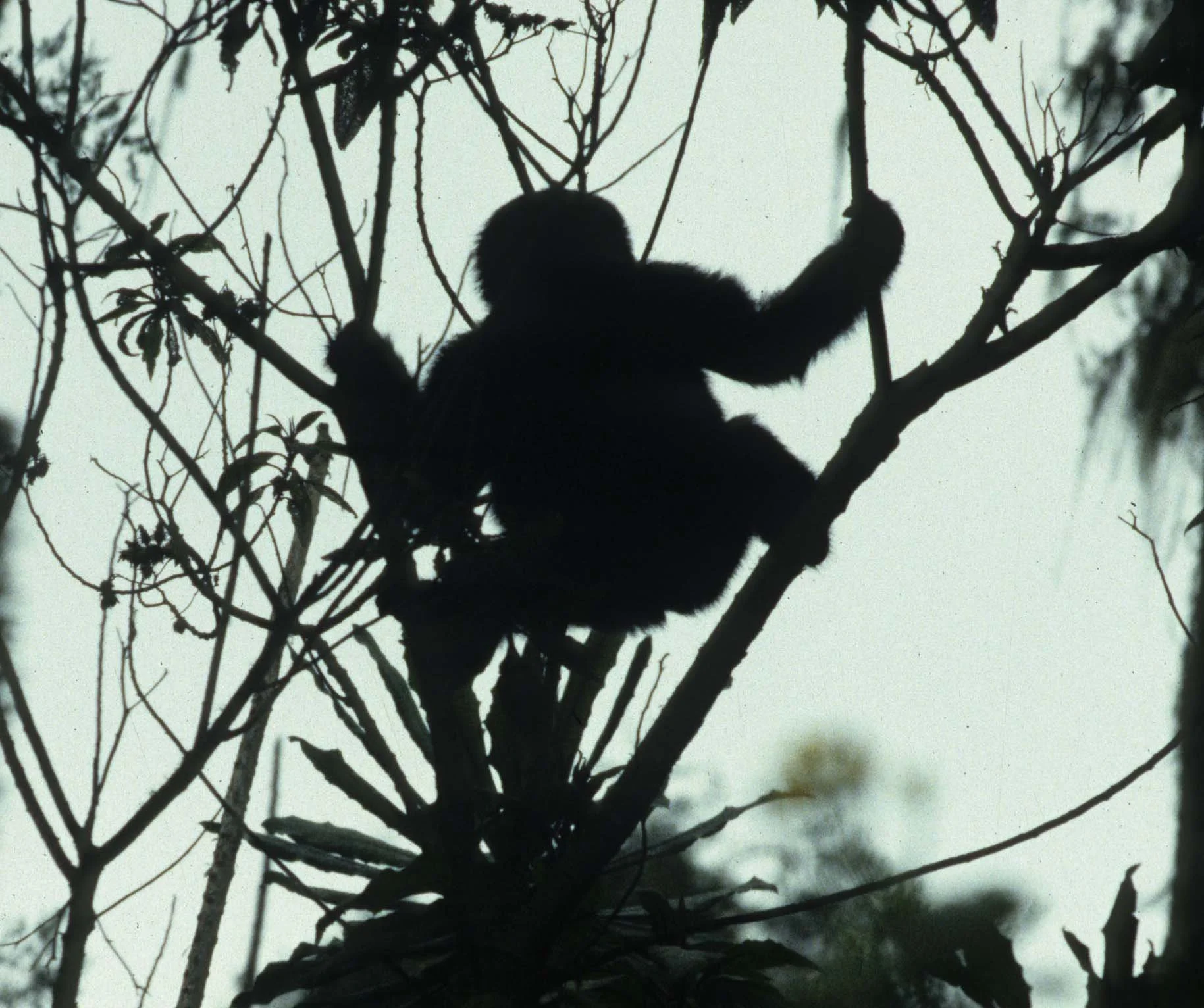 PRIMATE - GORILLA-RWANDA PARC DU VULCANS (89).jpg