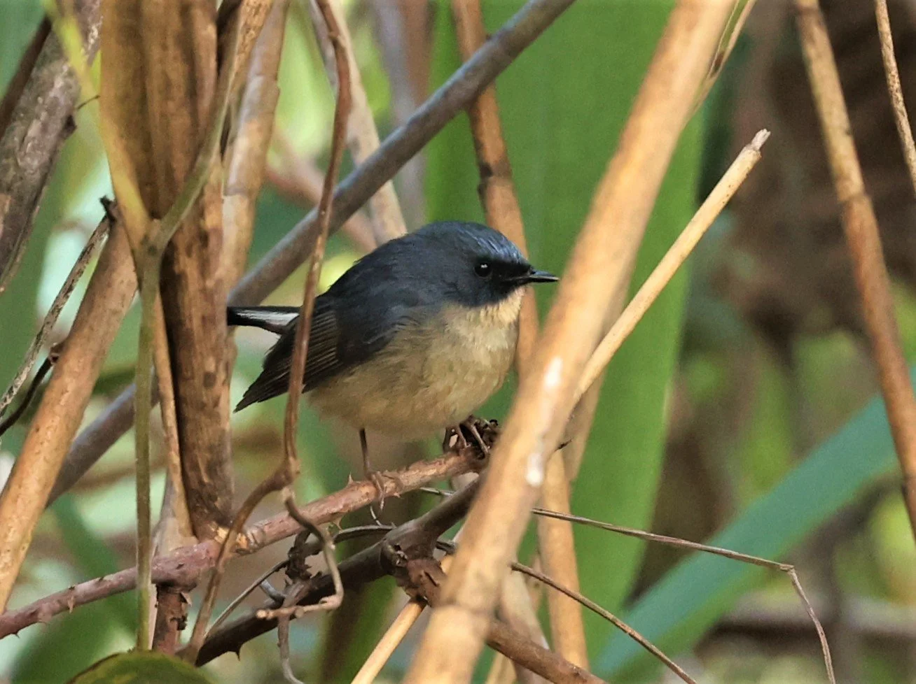 FLYCATCHER - SLATY-BLUE FLYCATCHER - Ficedula tricolor - DOI LANG WEST, DOI PHA HOM POK NP, CHIANG MAI DEC 2021  (3).jpg