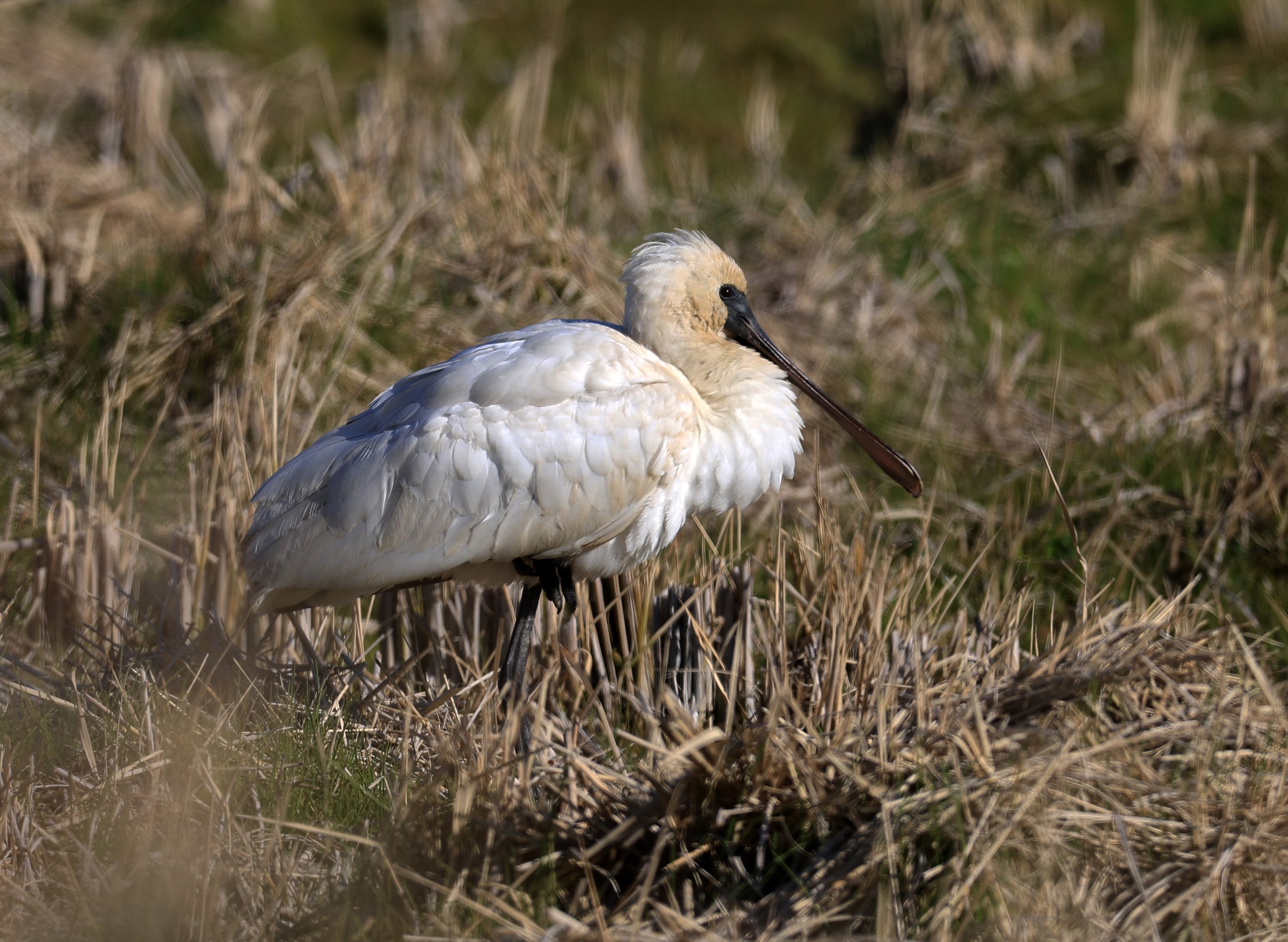 Black-faced Spoonbill (Platalea minor) Izumi Crane Center and Fields Izumi Kagoshima Japan (17).jpg