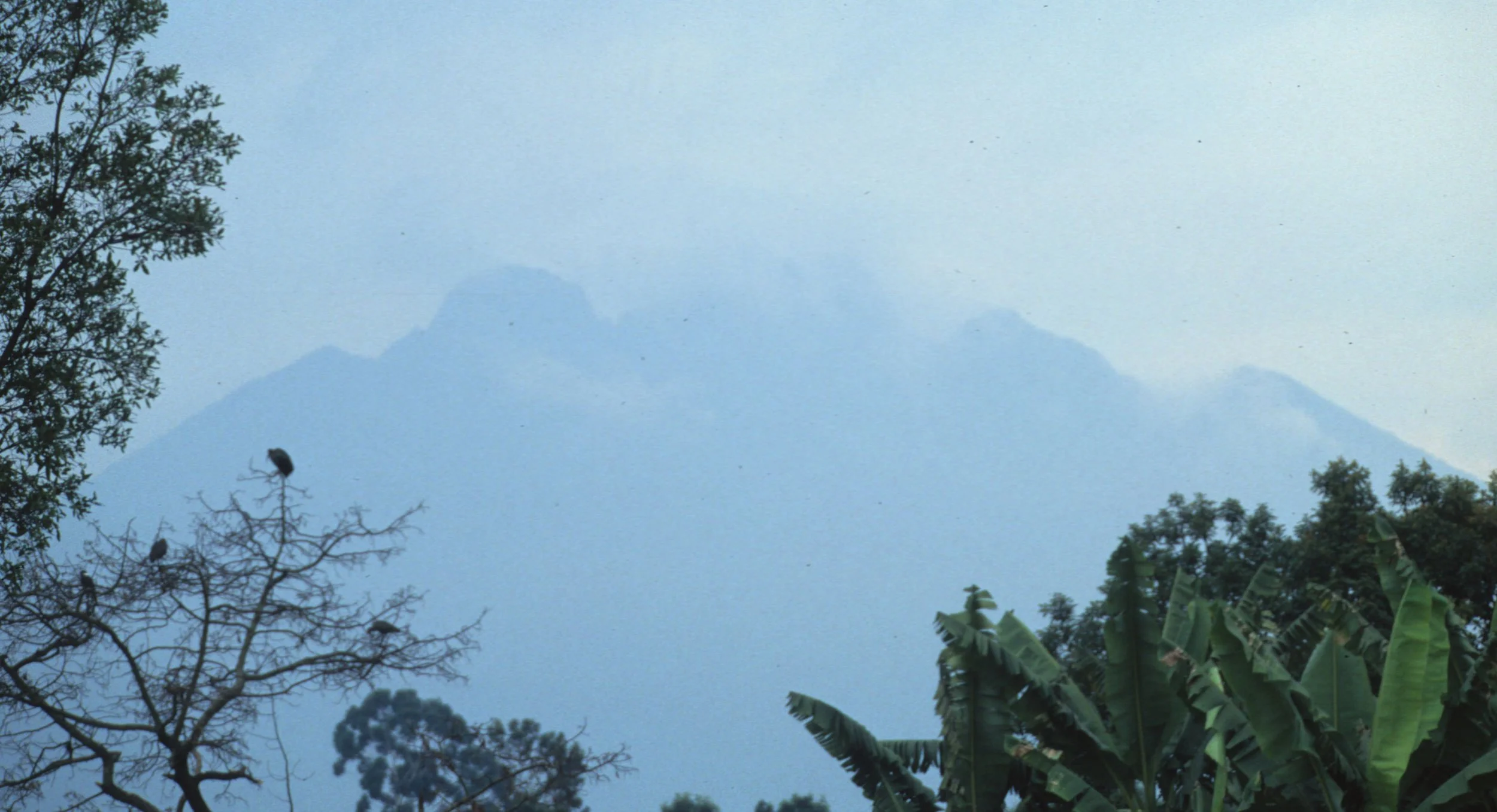 RWANDA - VISOKE B.jpg