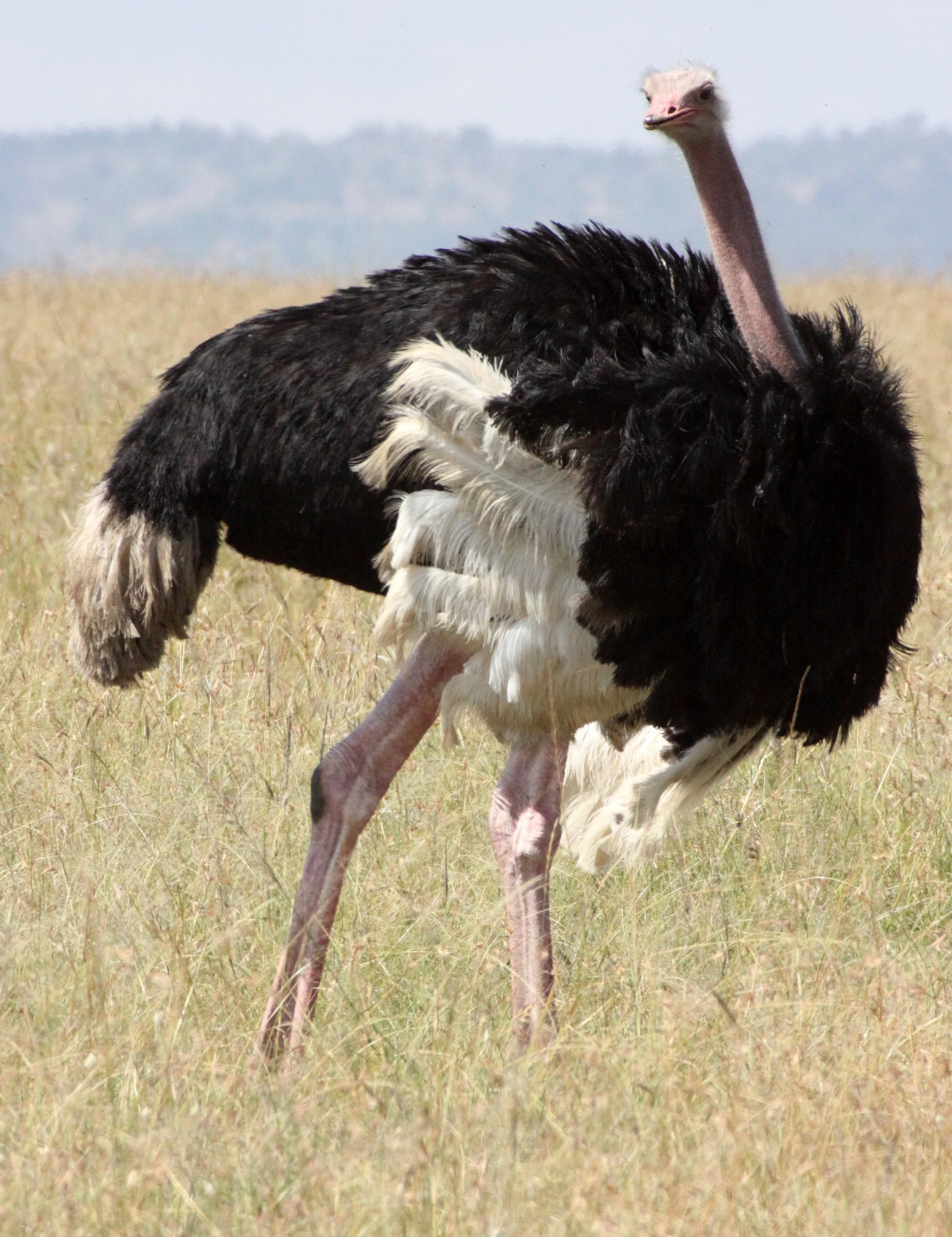 Struthio camelus masaicus - MASAI OSTRICH - MASAI MARA NATIONAL PARK KENYA (19).JPG