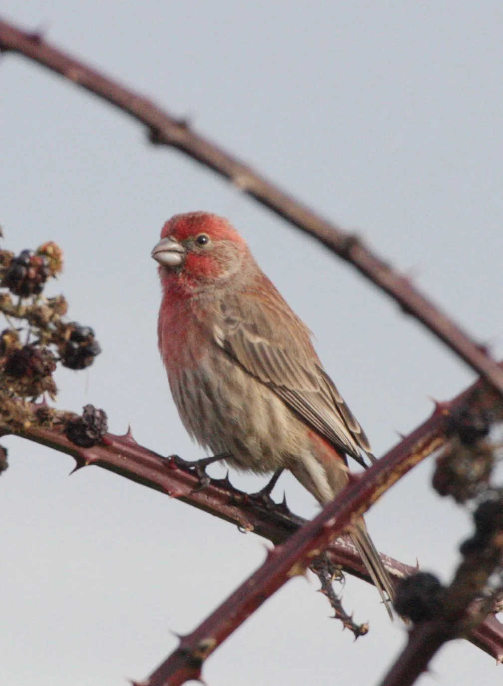 BIRD - FINCH - HOUSEFINCH - JAMESTOWN WA (8).JPG