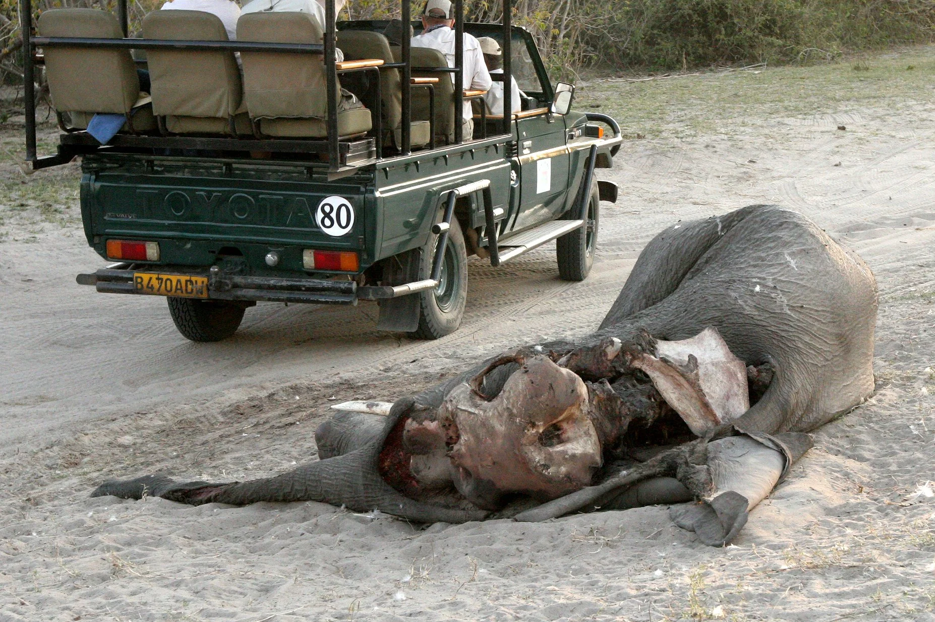 Chobe National Park, Botswana