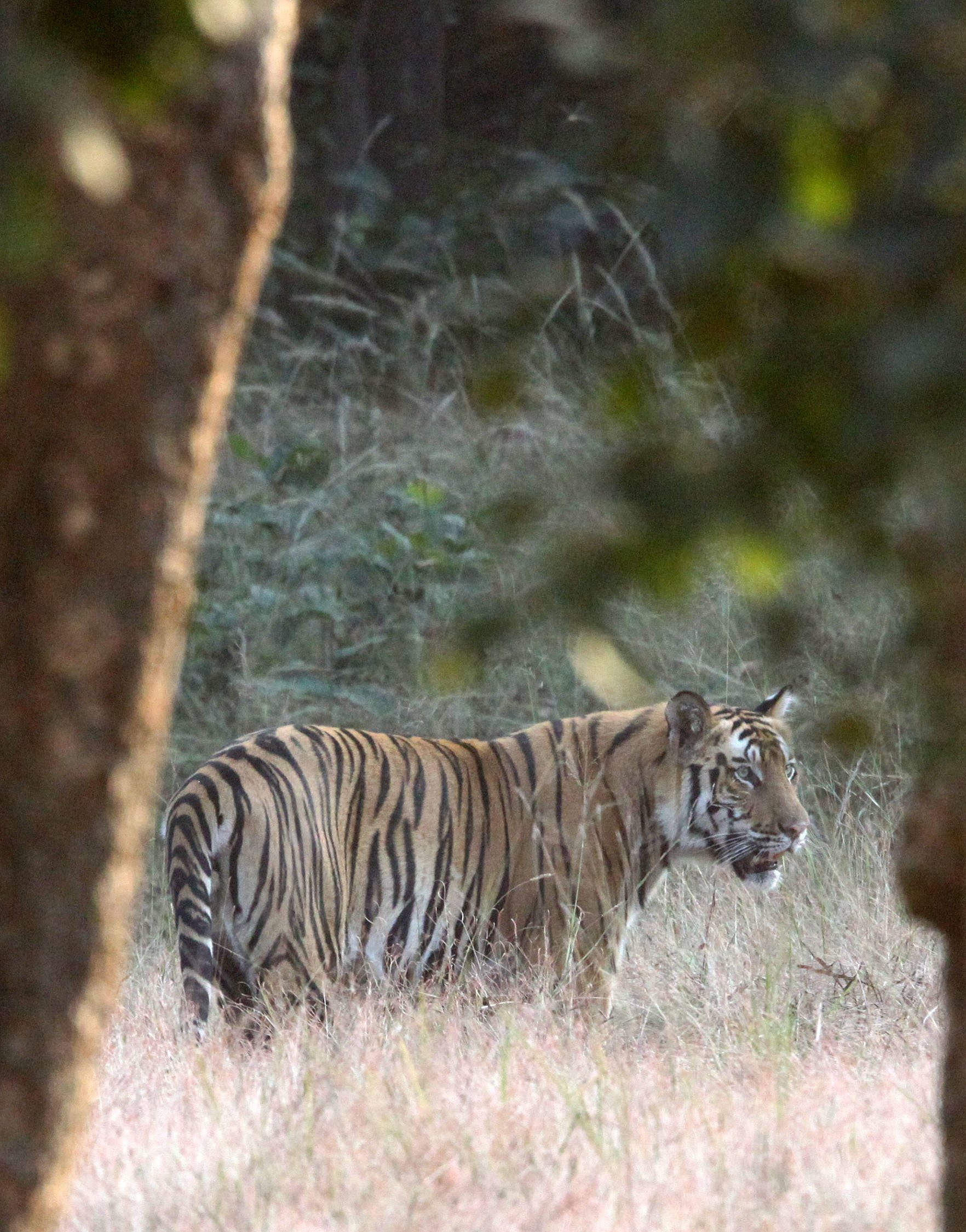 Panthera tigris tigris - BENGAL TIGER - BANDHAVGAR NATIONAL PARK MADHYA PRADESH INDIA (56).JPG