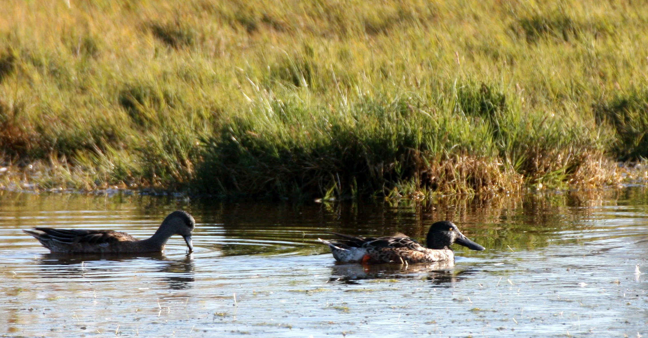 SHOVELER - NORTHERN SHOVELER - Spatula clypeata - SEQUIM PRAIRIE WASHINGTON (2).JPG