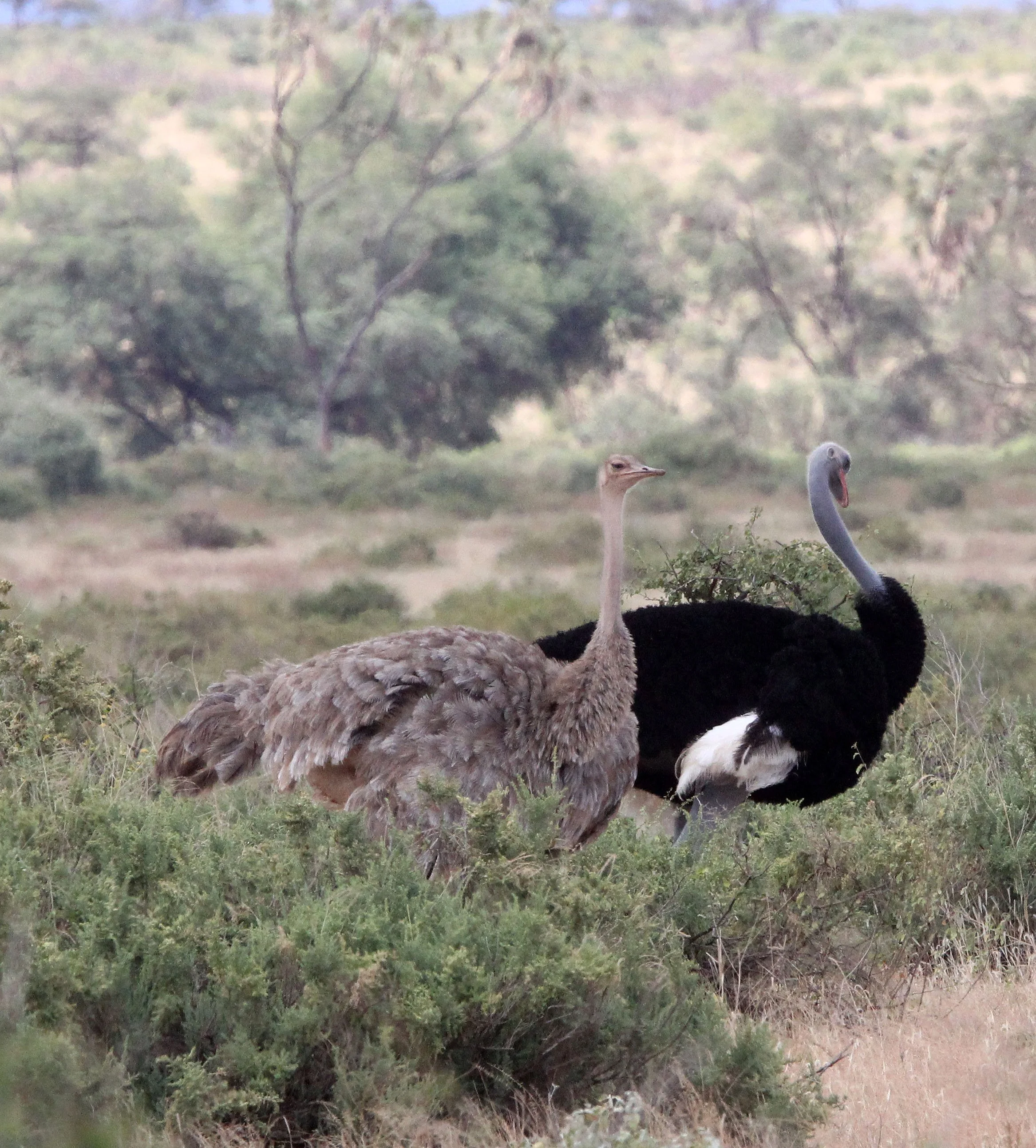 Struthio molybdophanes - SOMALI OSTRICH - SAMBURU NATIONAL RESERVE KENYA (11).JPG
