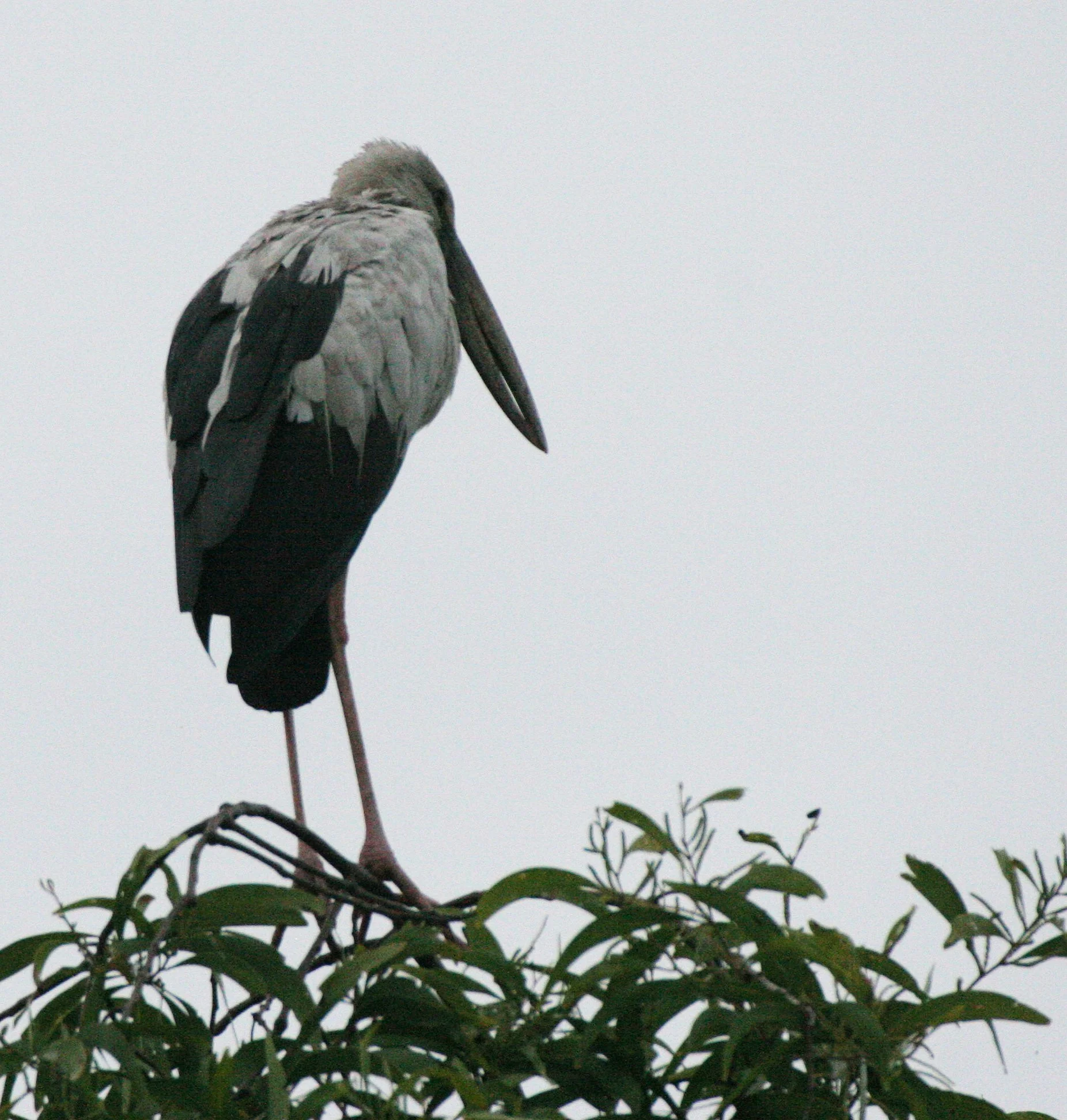 STORK - ASIAN OPENBILL - Anastomus oscitans - BUENG BORAPHET THAILAND (42).JPG