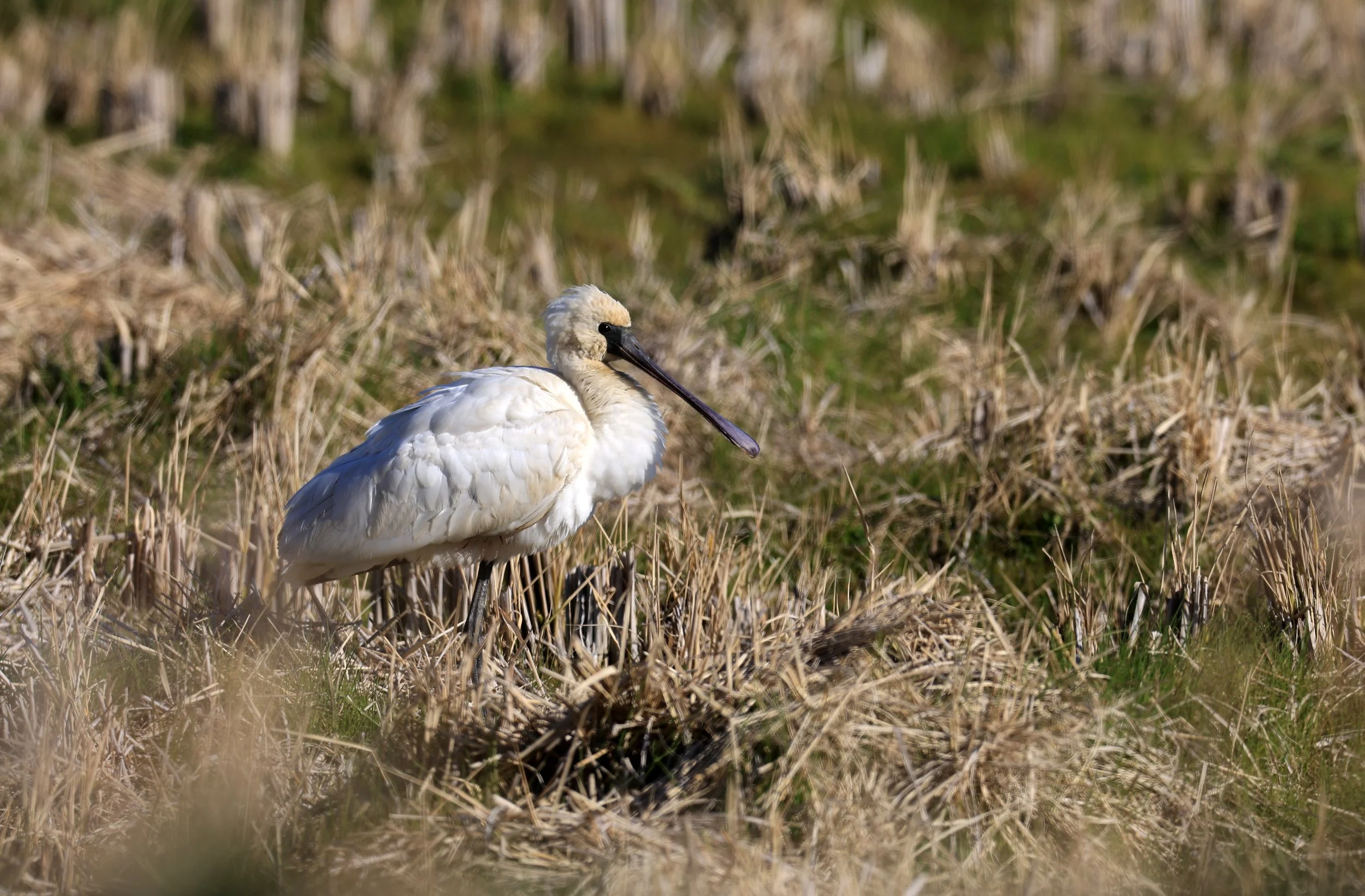 Black-faced Spoonbill (Platalea minor) Izumi Crane Center and Fields Izumi Kagoshima Japan (19).jpg