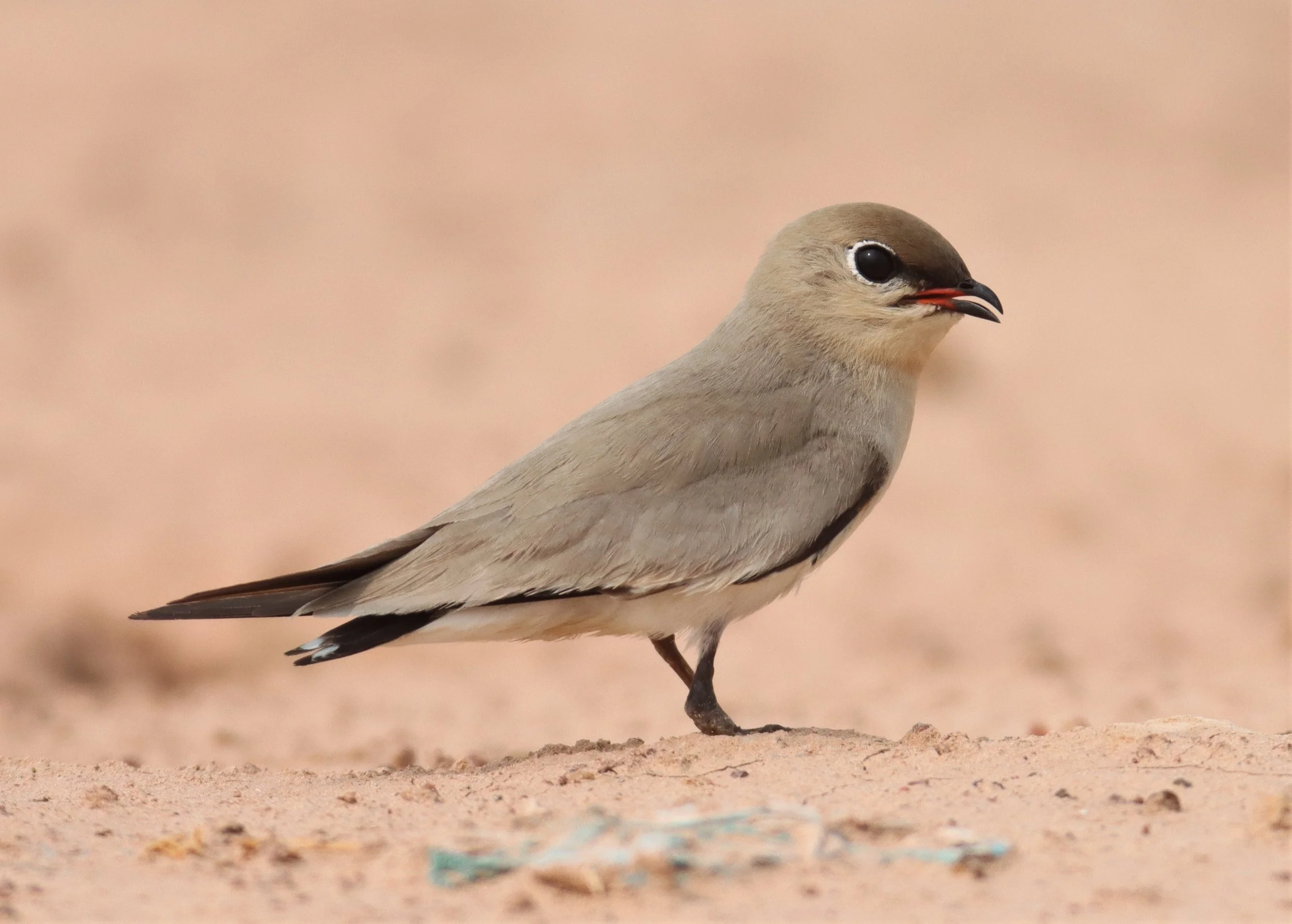 PRATINCOLE - SMALL PRATINCOLE - Glareola lactea - KABIN BURI WETLANDS 15KM OUT ON 304 (222).jpg