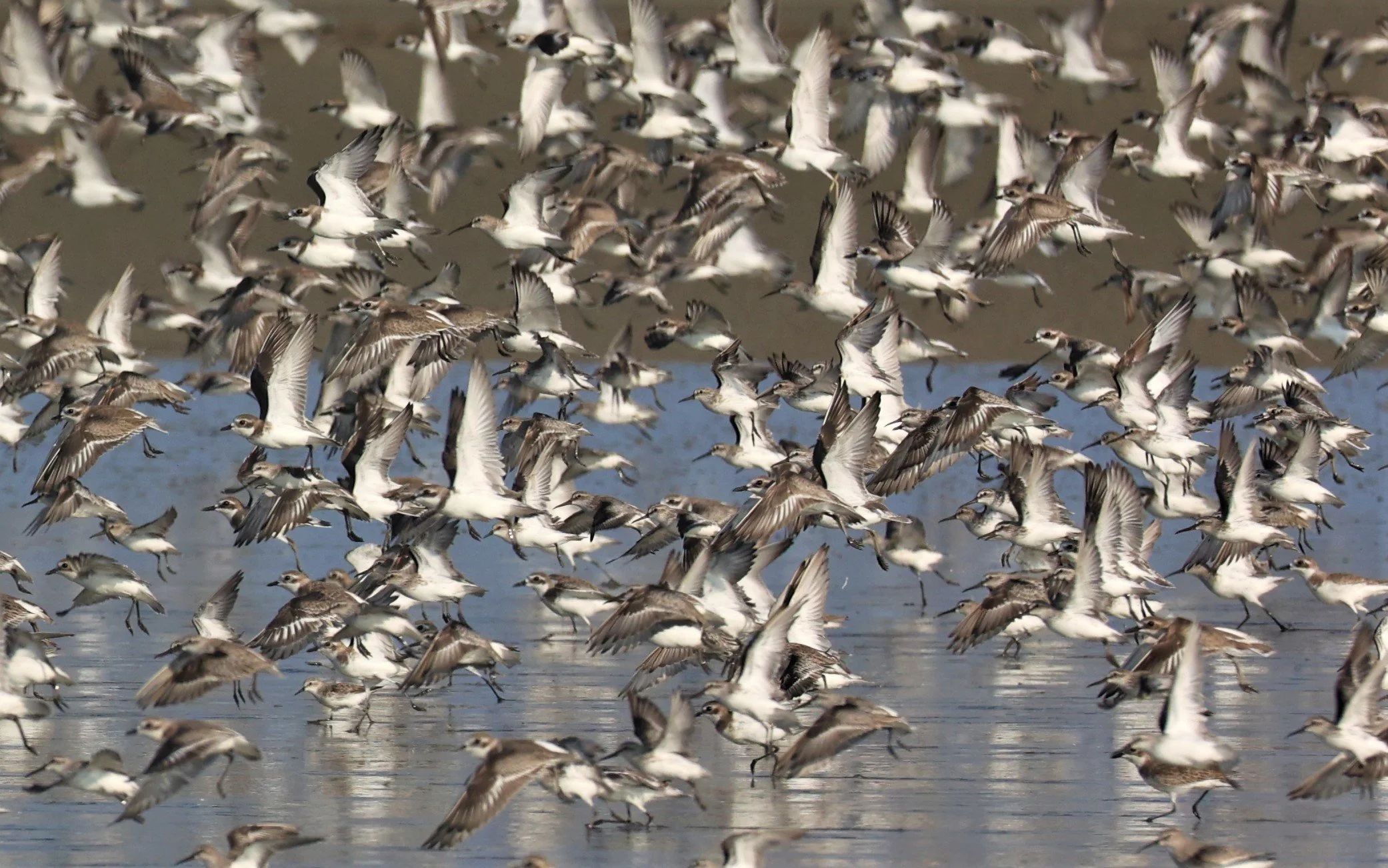 PLOVER - GREATER SAND-PLOVER - Charadrius leschenaultii - LESSER SP, CURLEW, BROADBILL SP PAK THALE OCTOBER 2 (32).jpg