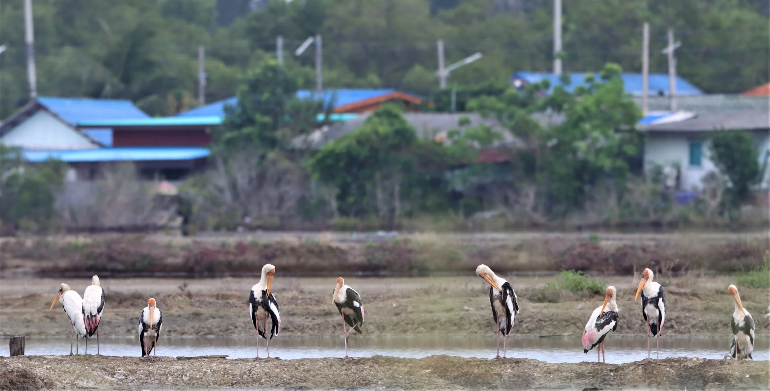 STORK - MILKY STORK - Mycteria cinerea - WITH PAINTED STORK - KHLONG TAMRU CHONBURI (64).jpg