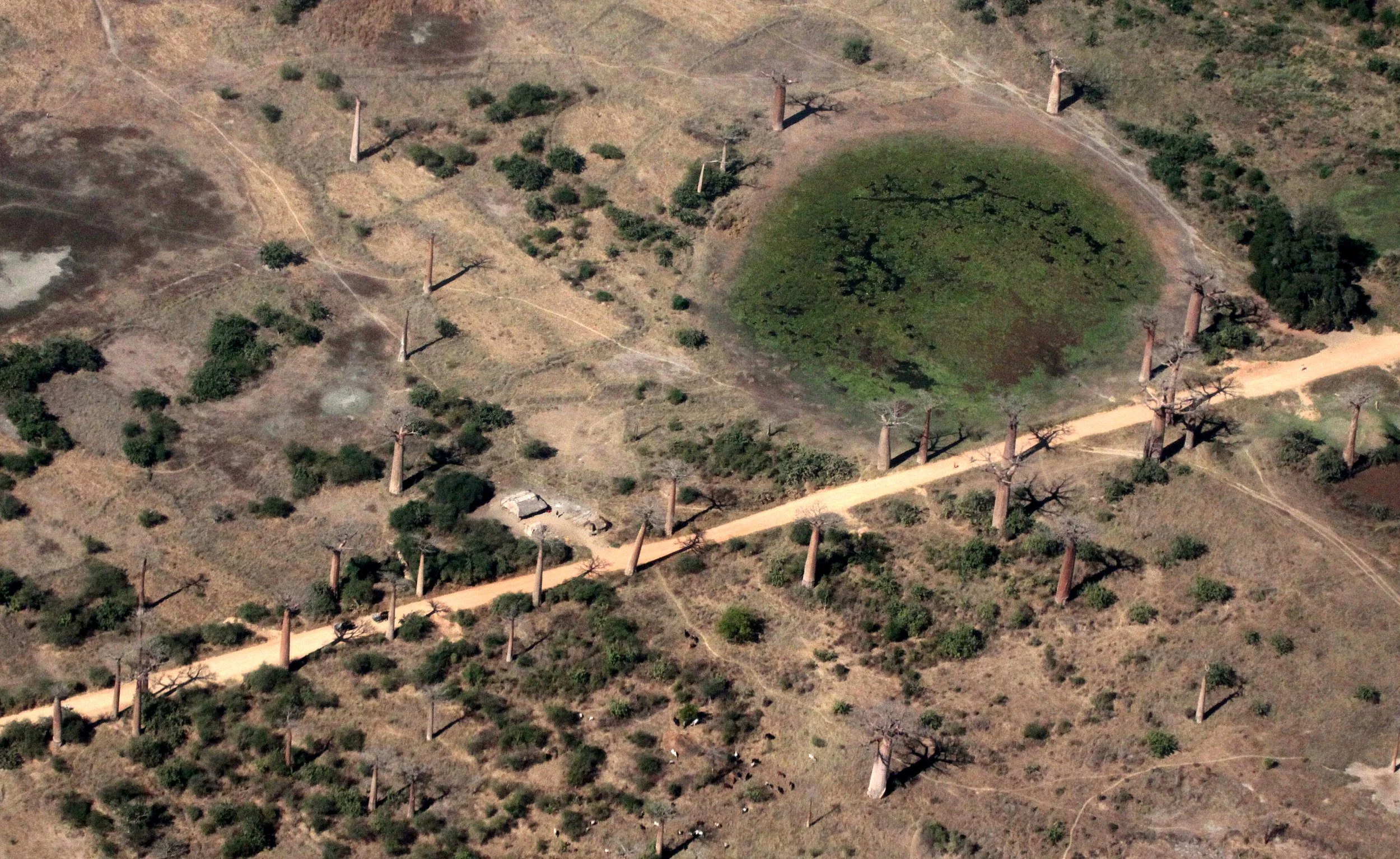 Avenue du Baobabs from the air