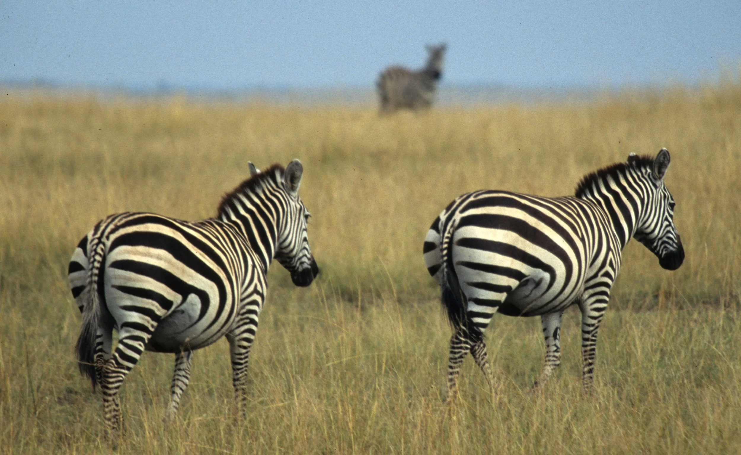 EQUIN - ZEBRA - COMMON - SERENGETI (28).jpg