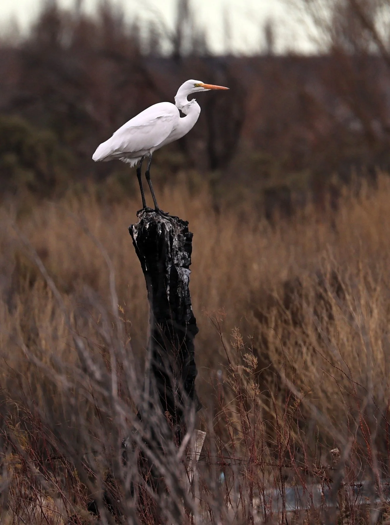 Great Egret (Ardea alba) Lagunas del Ornitólogo, Trelew Argentina 