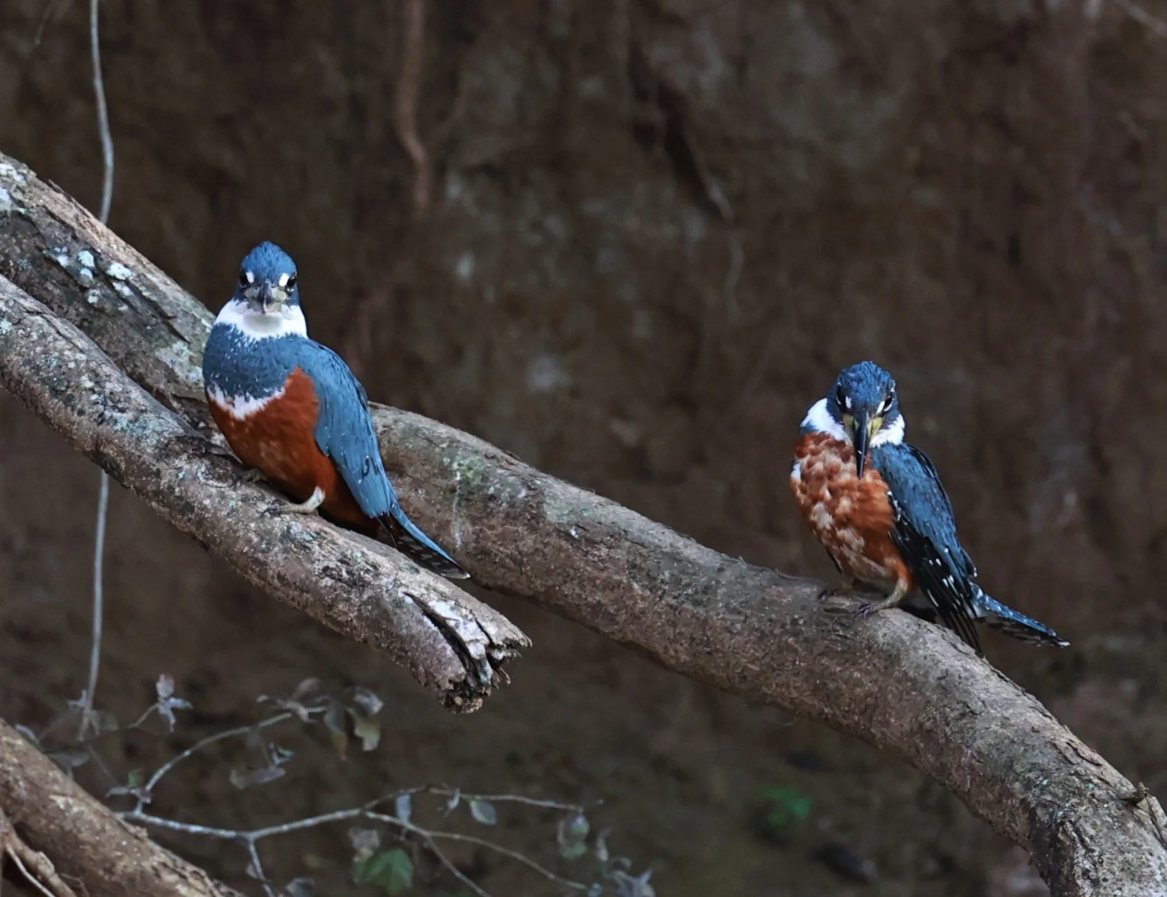 Kingfisher - Ringed Kingfisher - Megaceryle torquata - Pousada Aguape - Fazenda São José Zona Rural, Aquidauana, Mato Grosso do Sul (10).JPG