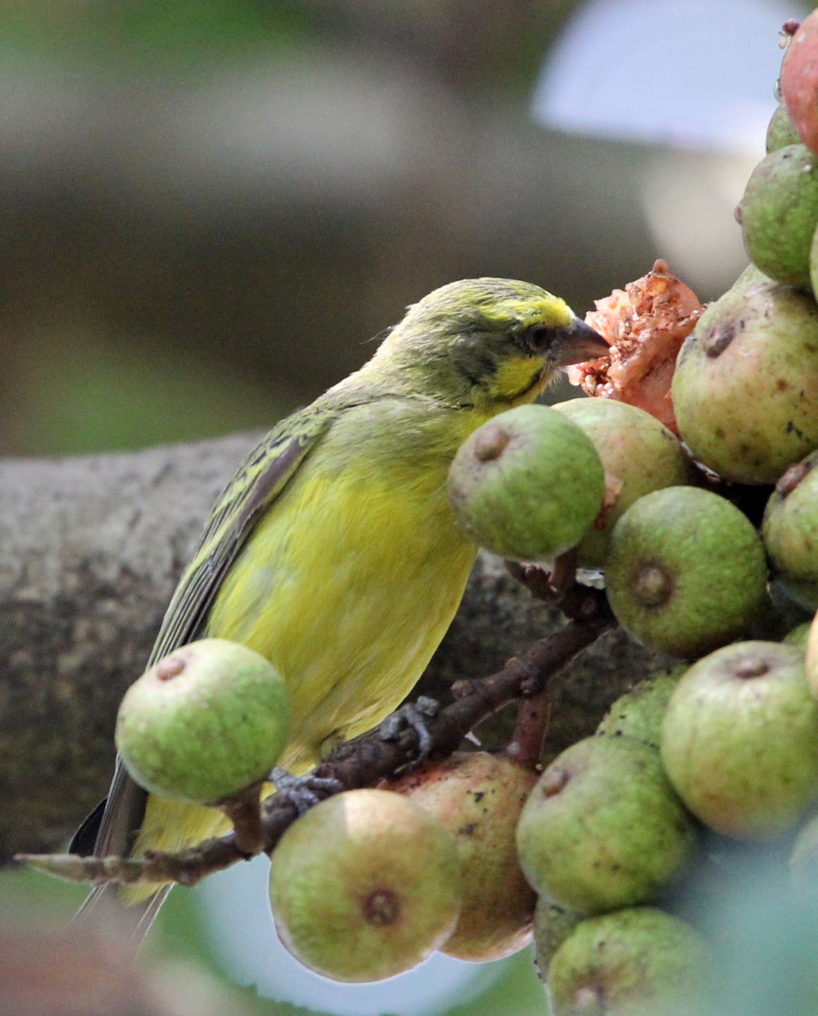 Yellow-fronted Canary (Crithagra mozambica) Parc du Volcans Rwanda (1).JPG