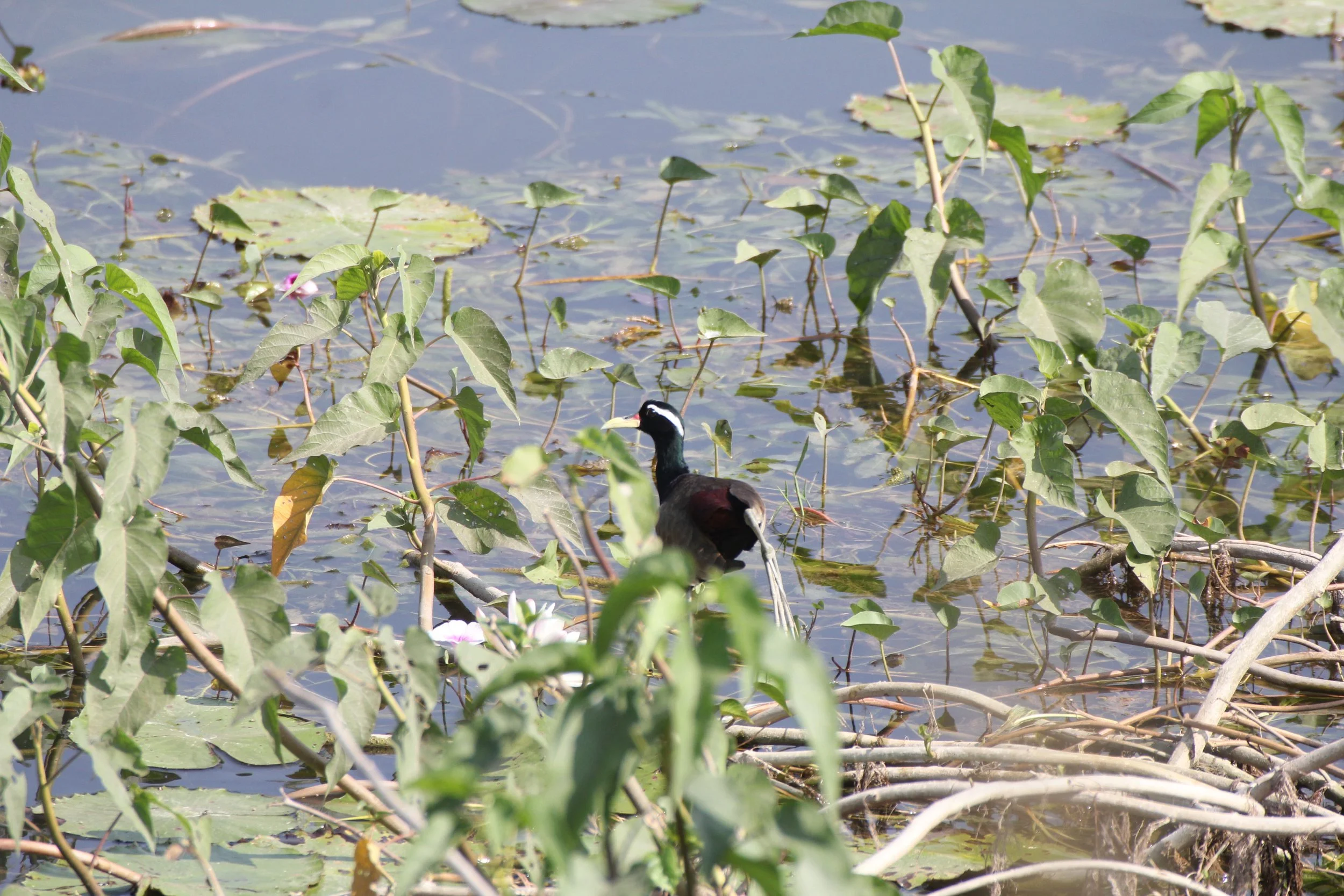 JACANA - BRONZE-WINGED JACANA - Metopidius indicus - NAGARHOLE NP INDIA (2).JPG