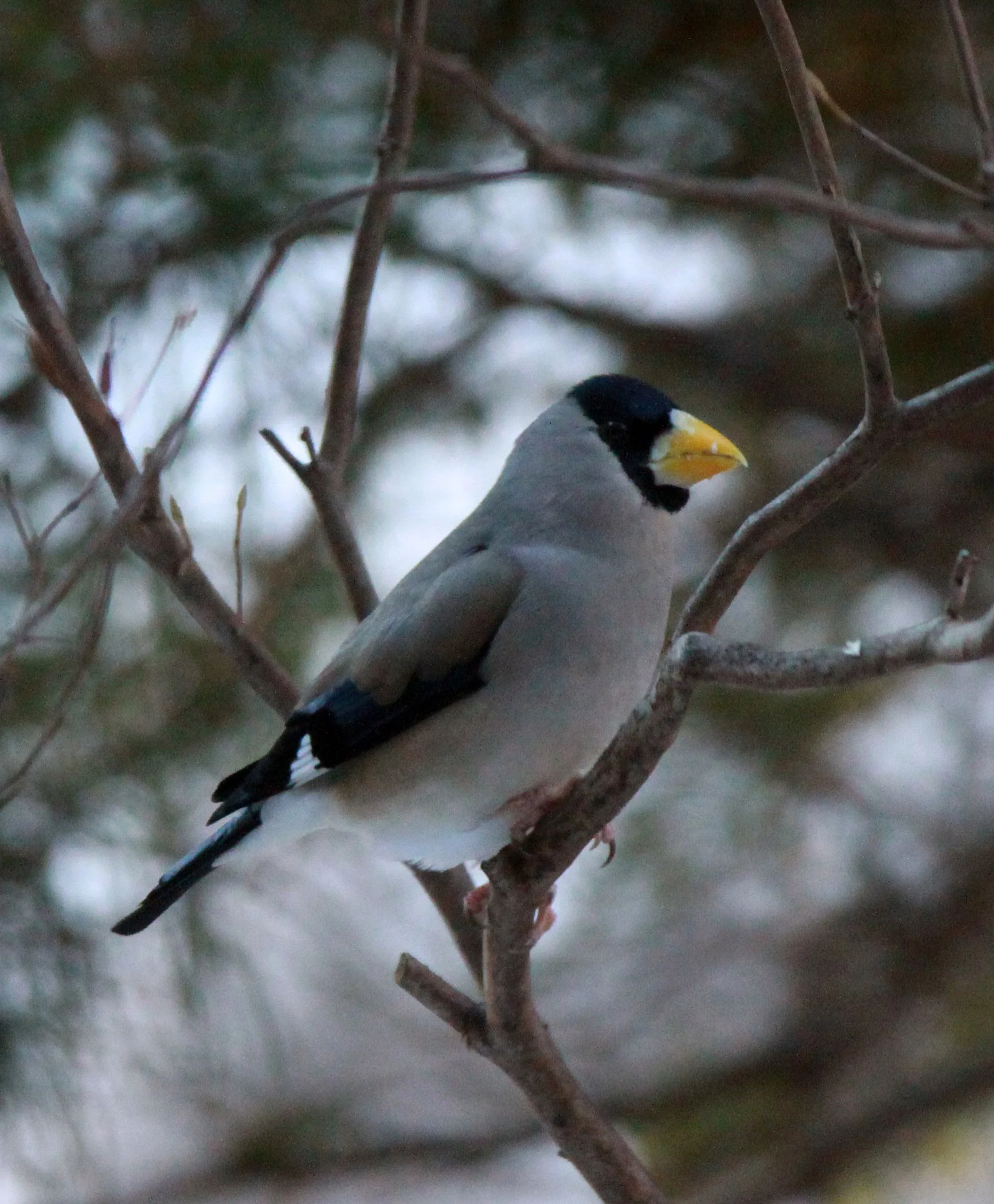 Japanese Grosbeak (Eophona personata) Shiobutsu Onsen, Karuizawa Japan (12).JPG