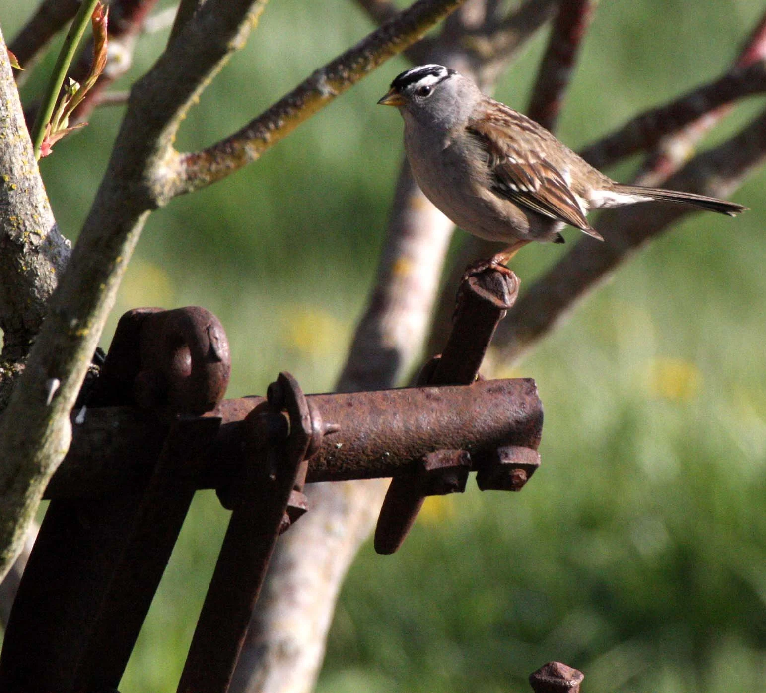 White-crowned Sparrow (Zonotrichia leucophrys) Sequim Prairie Olympic Peninsula (2).JPG