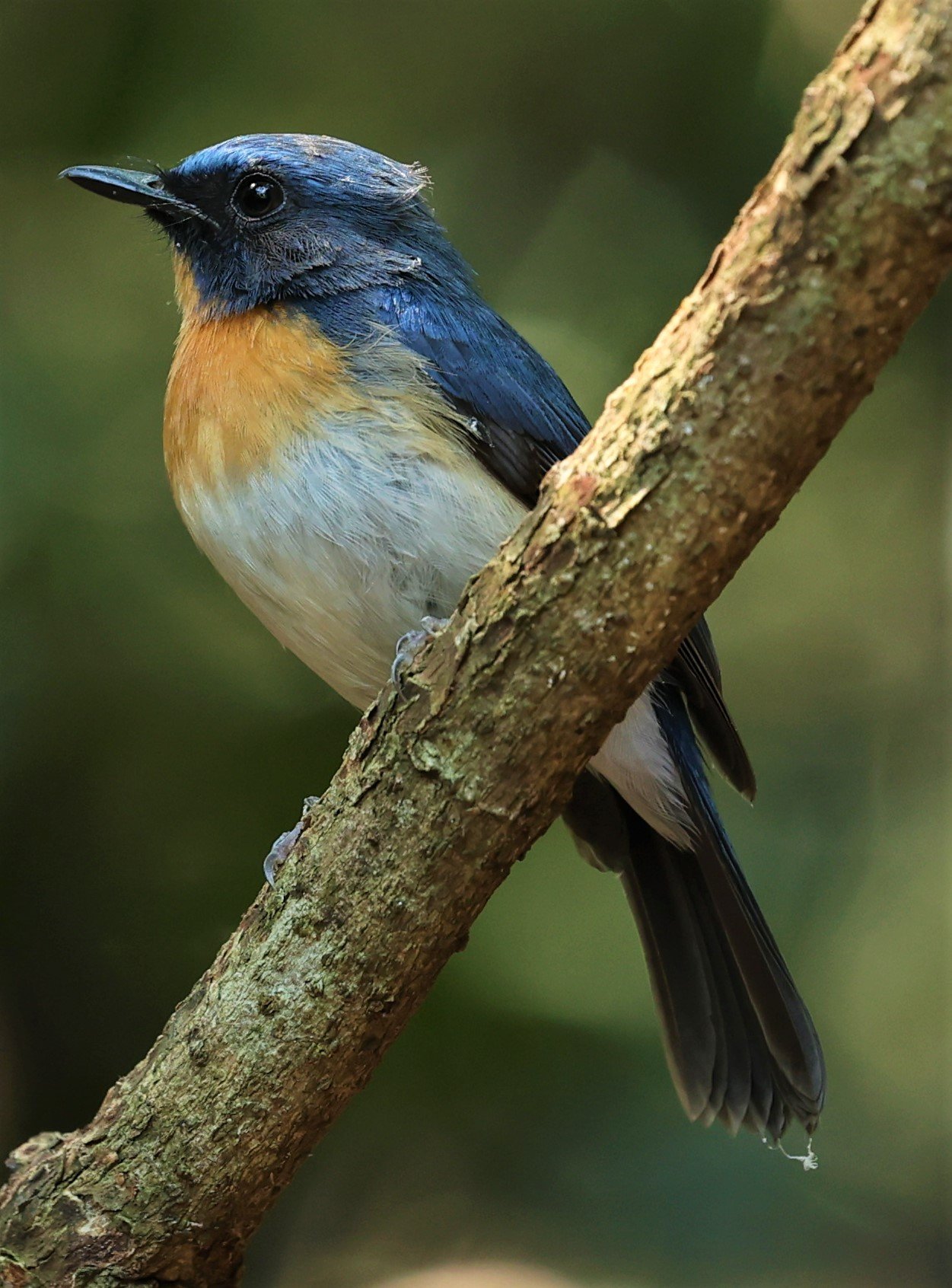 FLYCATCHER - INDOCHINESE BLUE-FLYCATCHER - Cyornis sumatrensis - PETCHABURI PROVINCE - NUY HIDE NEAR KAENG KRACHAN JAN 2022 (52).jpg