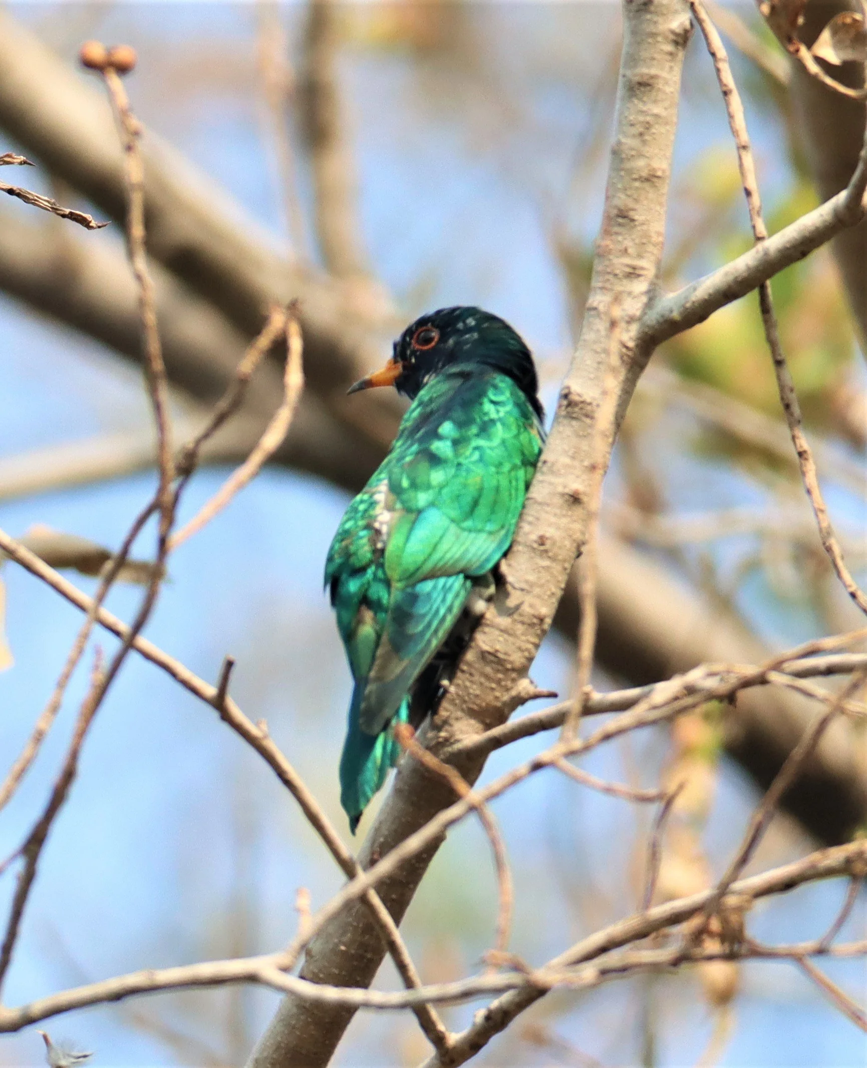Asian Emerald Green Cuckoo (Chrysococcyx maculatus) Rama IX Park Bangkok (32).jpg
