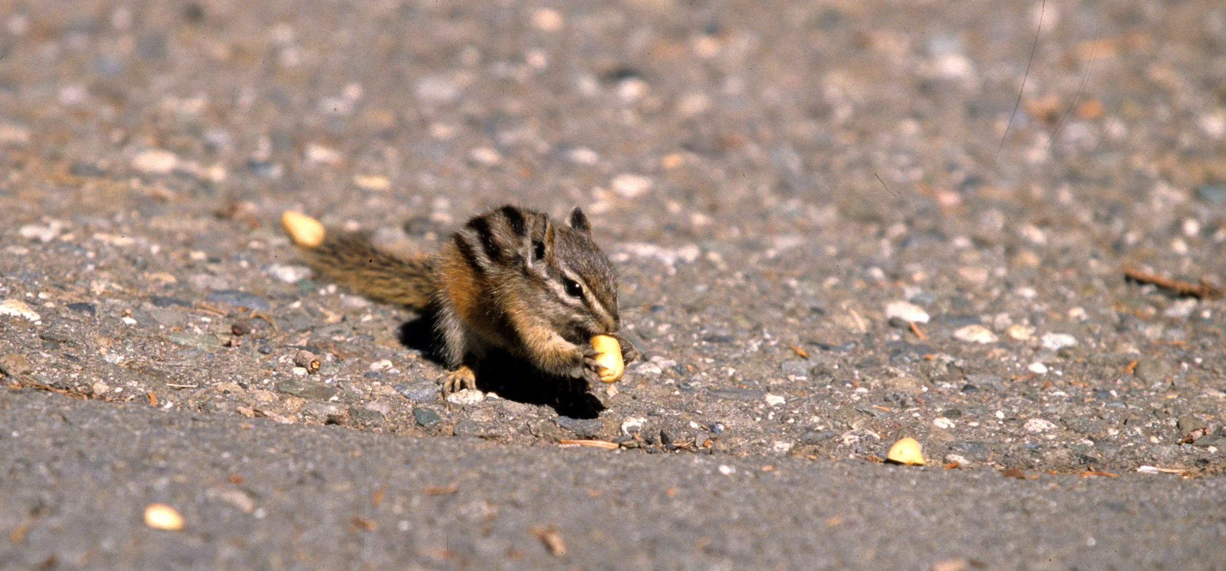 RODENTIA - CHIPMUNK - YELLOW PINE - HURRICAN RIDGE OP.jpg