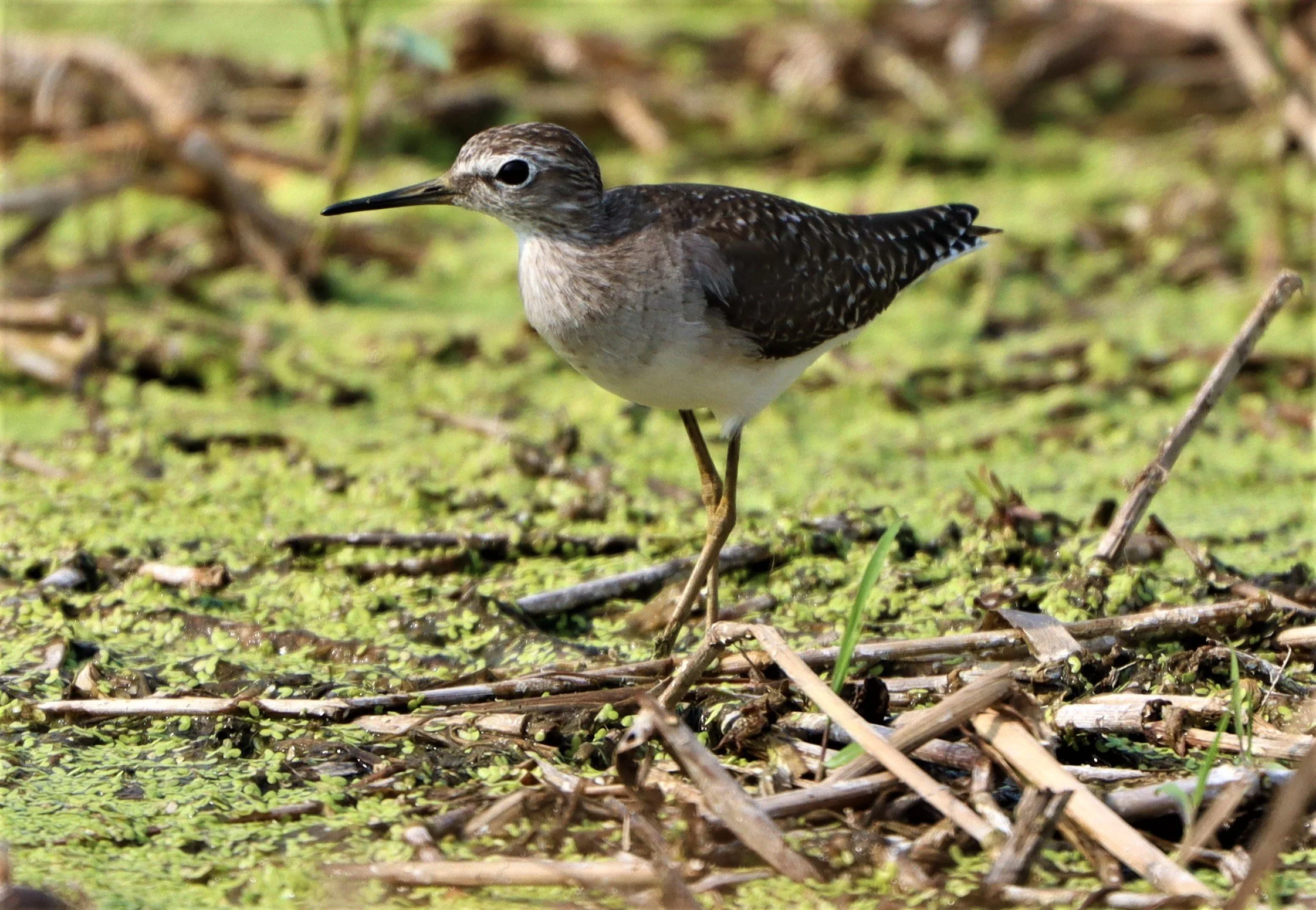 SANDPIPER - WOOD SANDPIPER - Tringa glareola - LAT KRABANG WETLANDS NEAR BKK (15).jpg