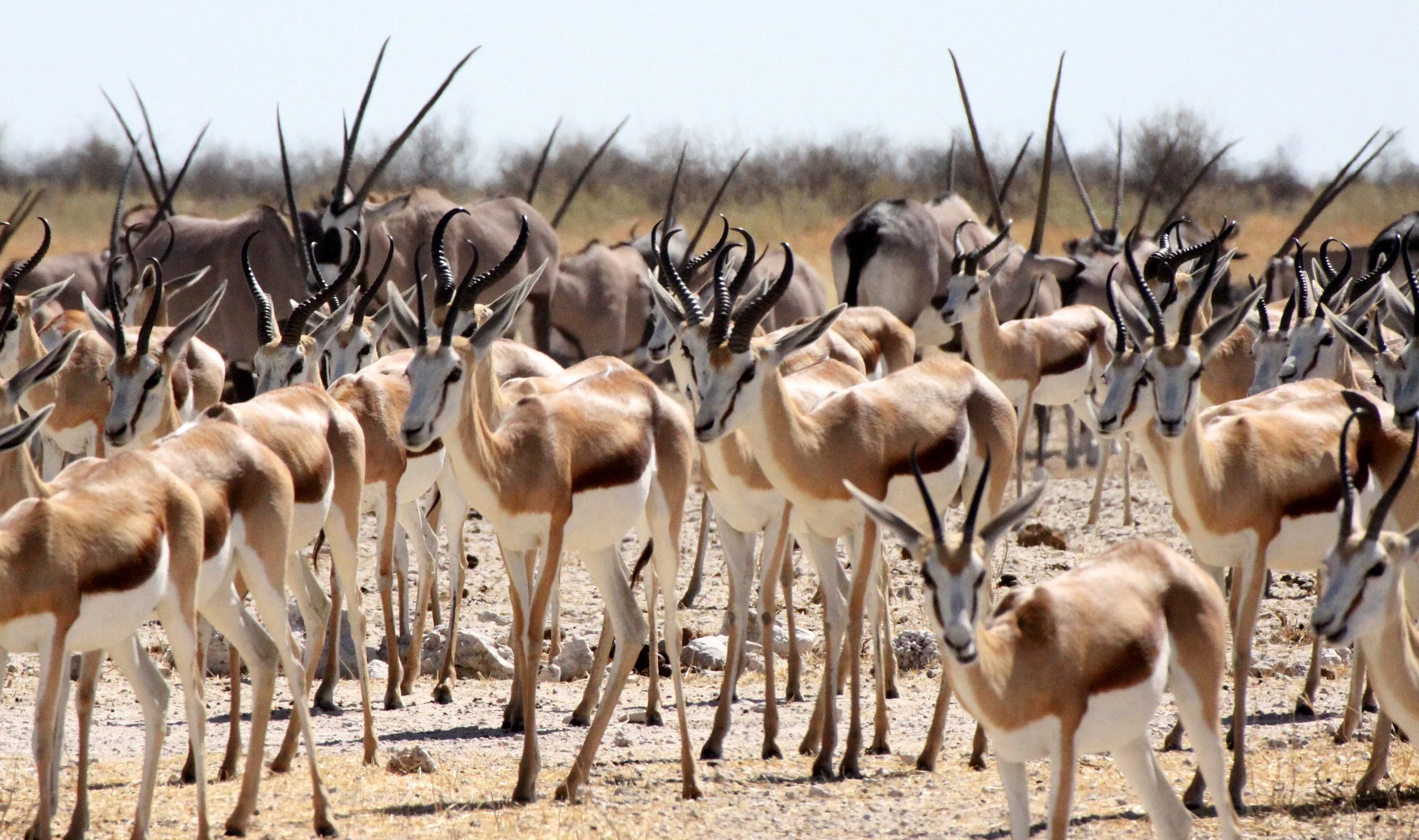 SPRINGBOK - ANGOLAN SPRINGBOK - Antidorcus angolensis - ETOSHA NATIONAL PARK NAMIBIA  (63).JPG