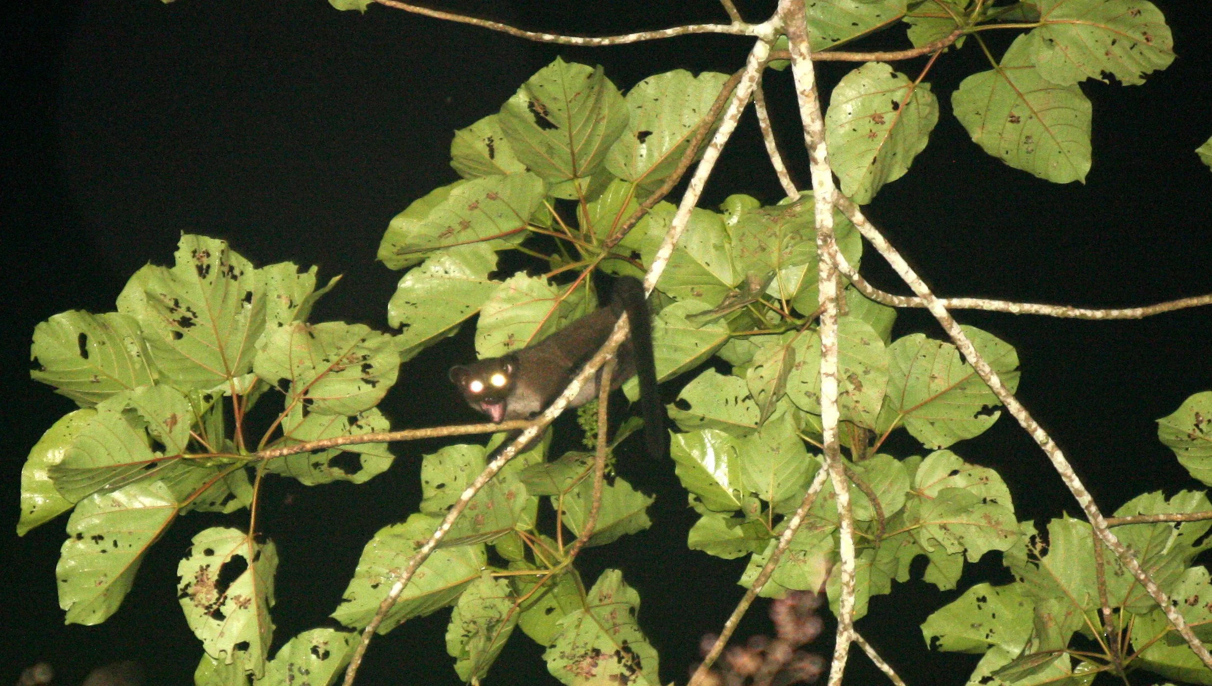 Arctogalidia trivirgata - SMALL TOOTHED CIVET - KINABATANGAN RIVER BORNEO  (4).JPG