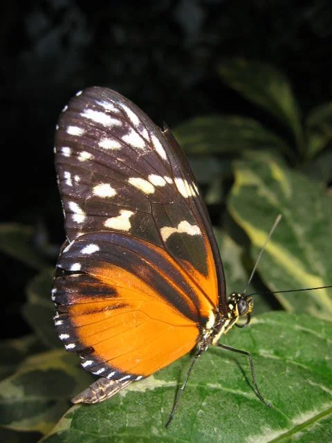 2005-10-29 DAY TRIP TO SEATTLE MUSEUMS AND AQUARIUM (6).JPG