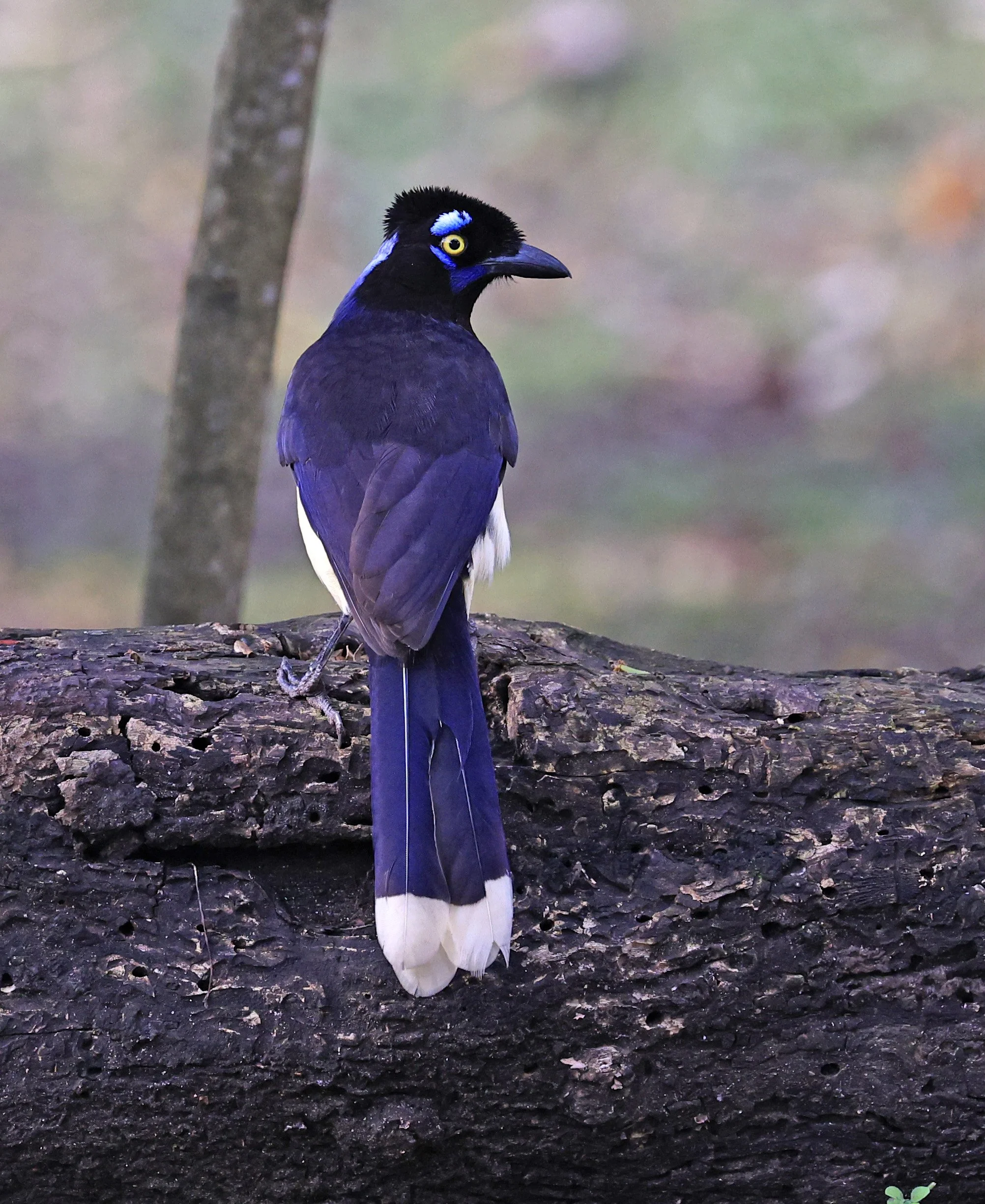 Plush-crested Jay (Cyanocorax chrysops) El Palmar National Park, Entre Rios, Argentina (24).jpg
