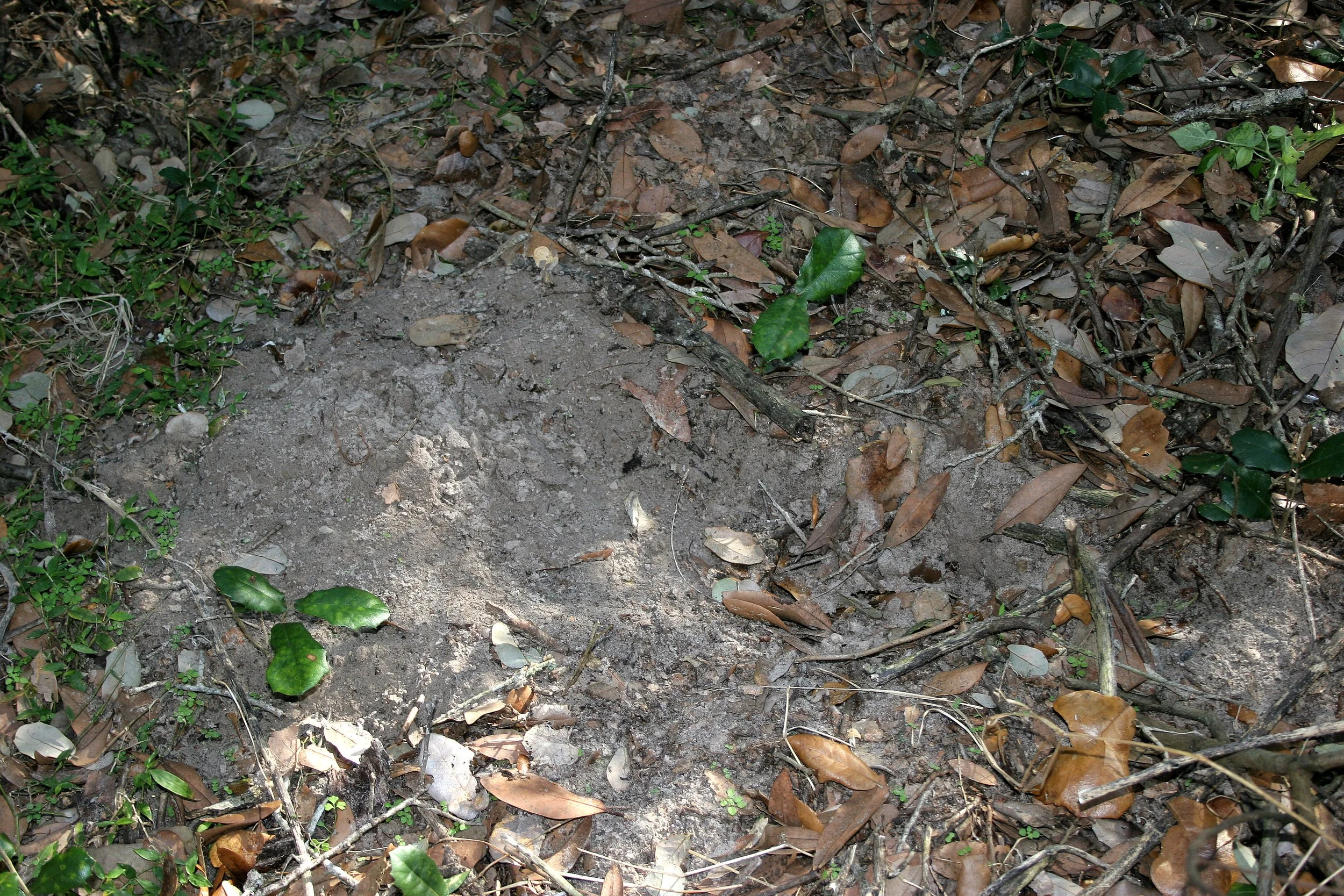 ARANZAS NWR - TEXAS (18).jpg