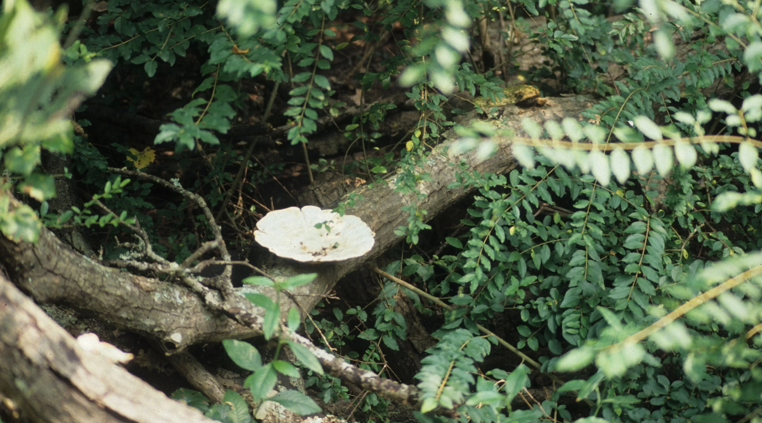 AMERICAN RIVER - FUNGUS SPECIES.jpg
